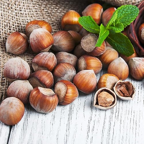 Miniatura 2 de QAUZUY GARDEN 25 semillas de avellana (Corylus avellana) Semillas de avellana comunes  Semillas de nueces orgánicas tradicionales  Planta de nuez