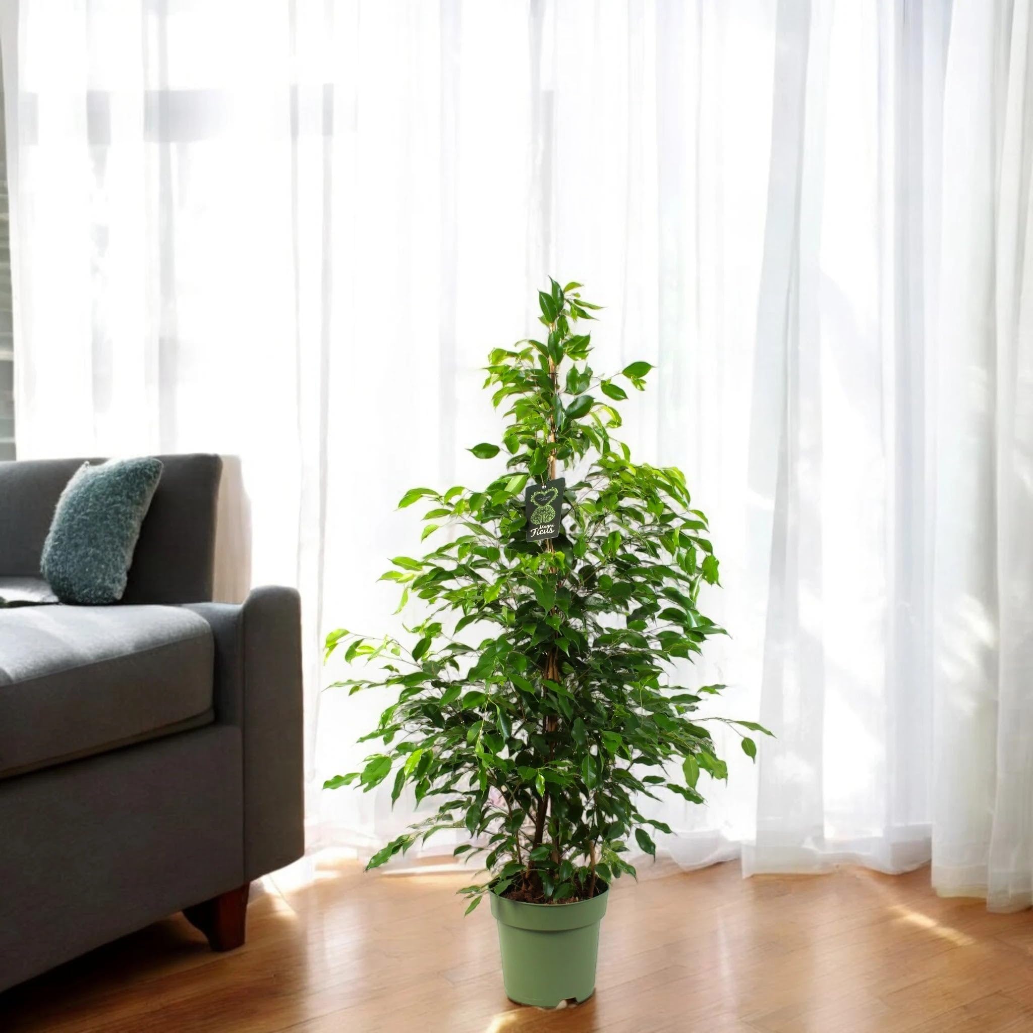 Ficus benjamina 'Exotica' Pianta da Interno, Colore Bianco e Verde, Altezza 140 cm, Vaso 27
