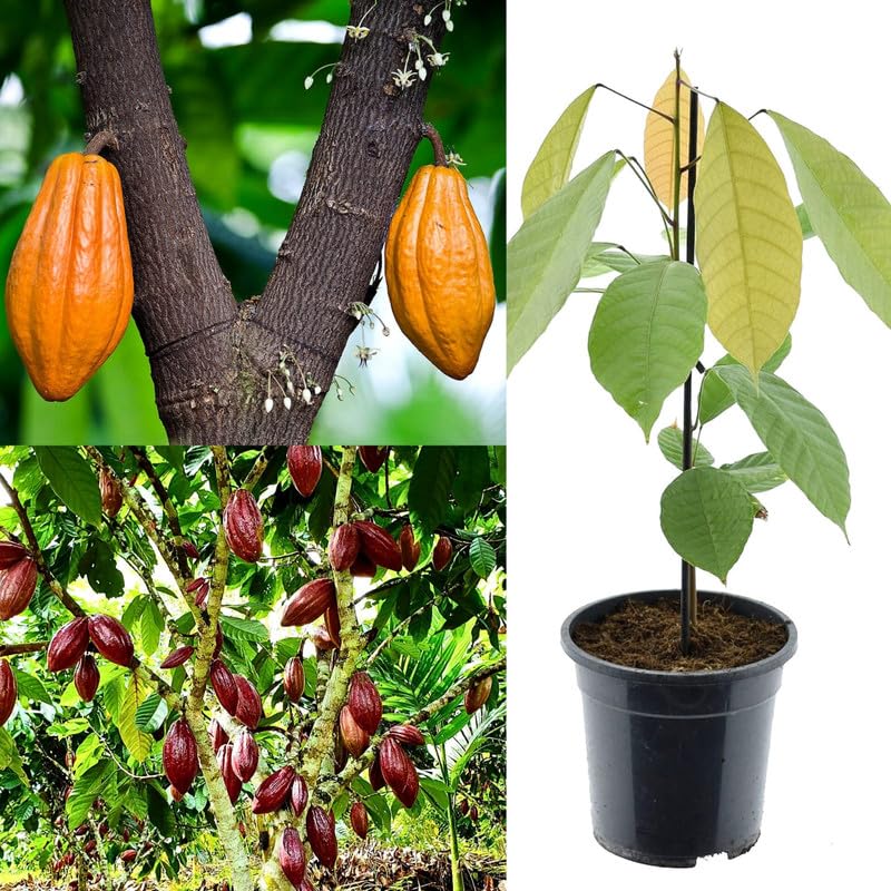 ＊cocoa＊ページ Cocoa plant live plant grafted (Red,Yellow Hybrid) Combo of 2 Live