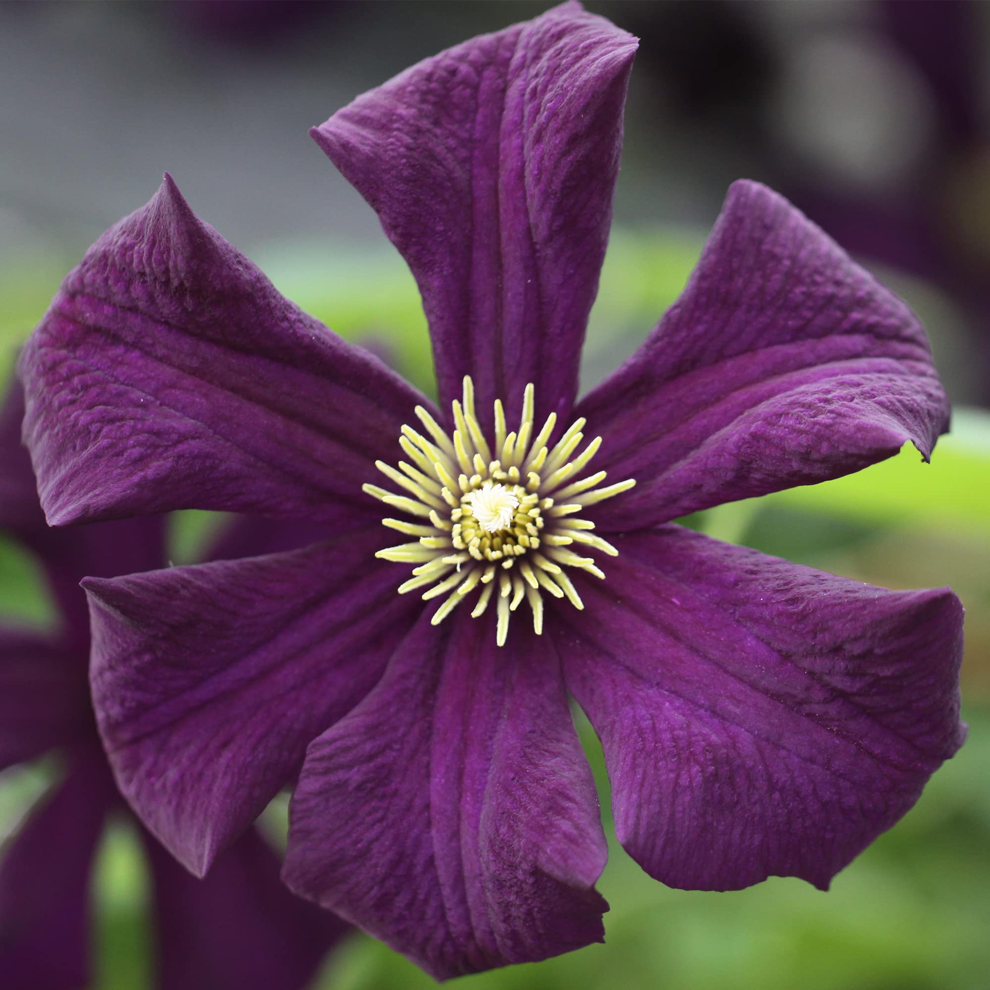 GardenersDream Clématite Romantika - Plante Grimpante Violet Foncé Résistante au Froid - Clématite Vivace Persistante - Plante Extérieur Veloutée