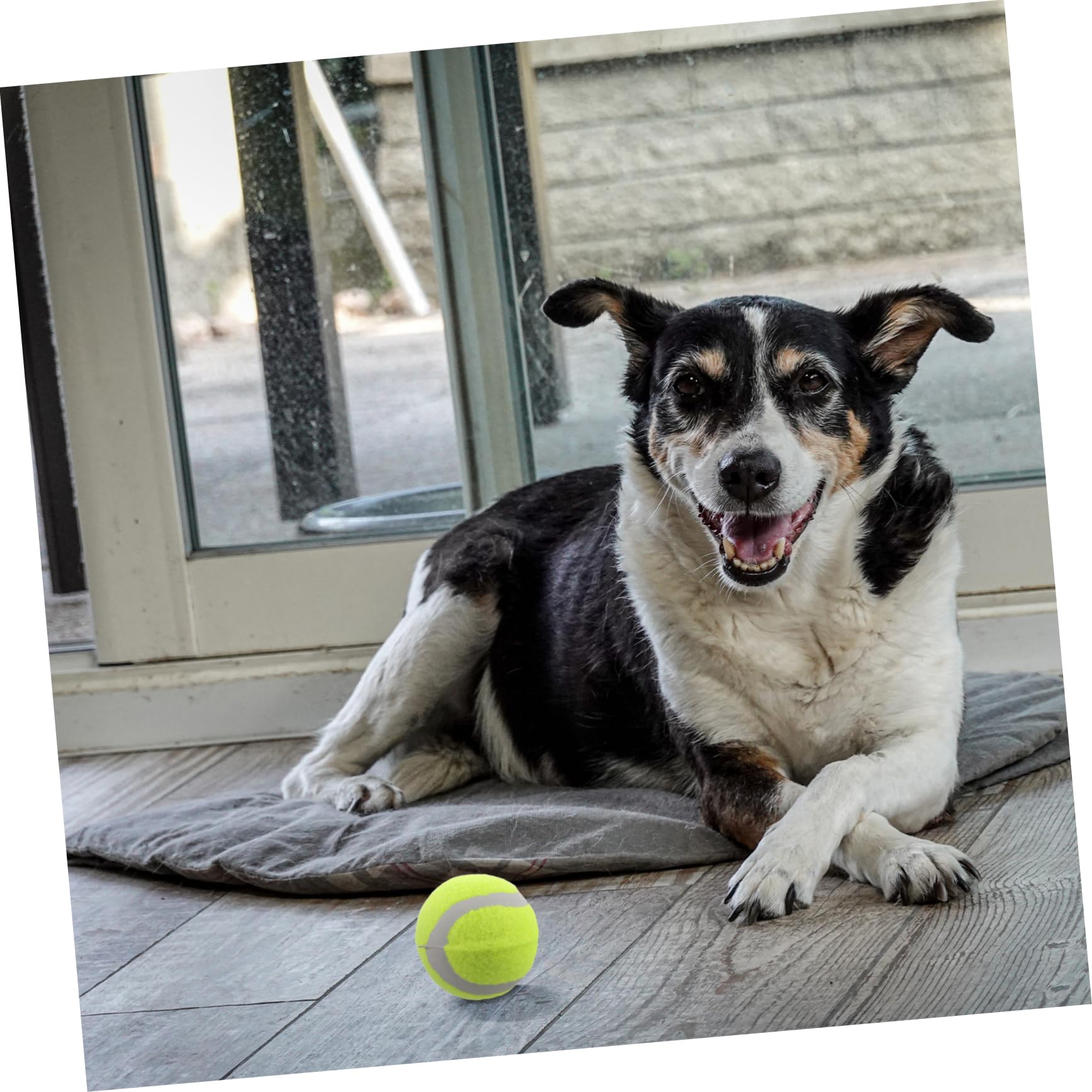 BESPORTBLE Interaktive Hundespielzeugbälle 22 Stück Hüpf-tennisbälle Hundetrainingsbälle Quietschend Robustes Spielzeug für Haustiere