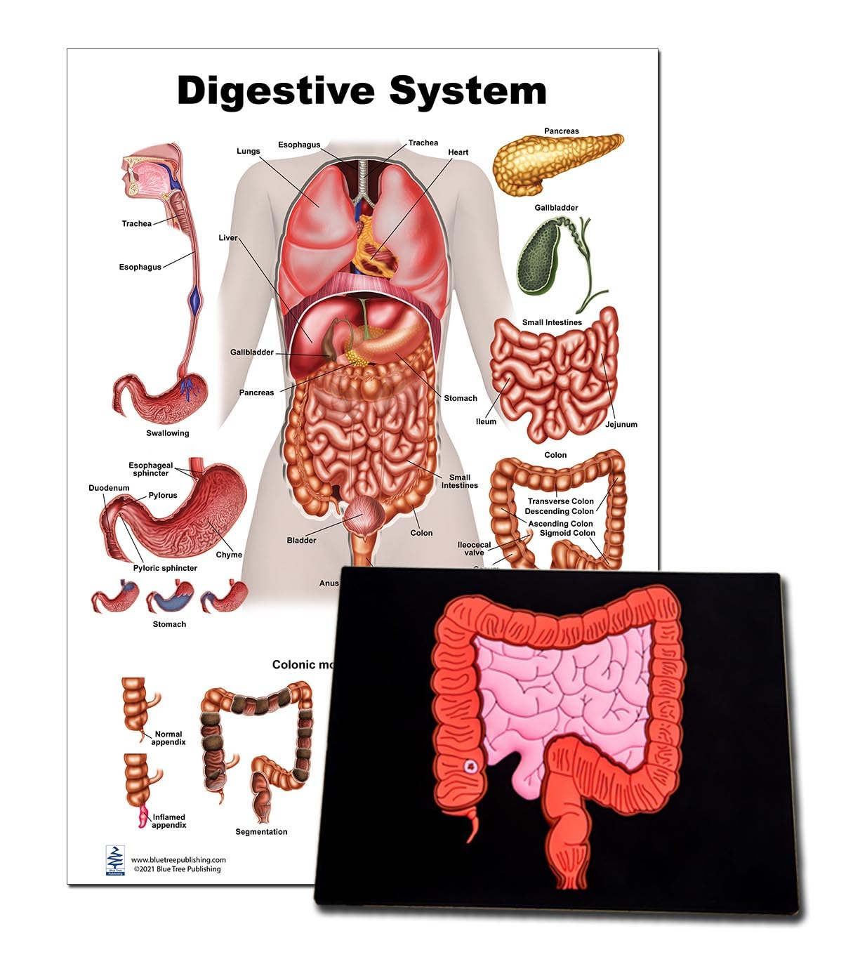Amazon.com: Blue Tree Publishing Digestive System Poster 12 x 17
