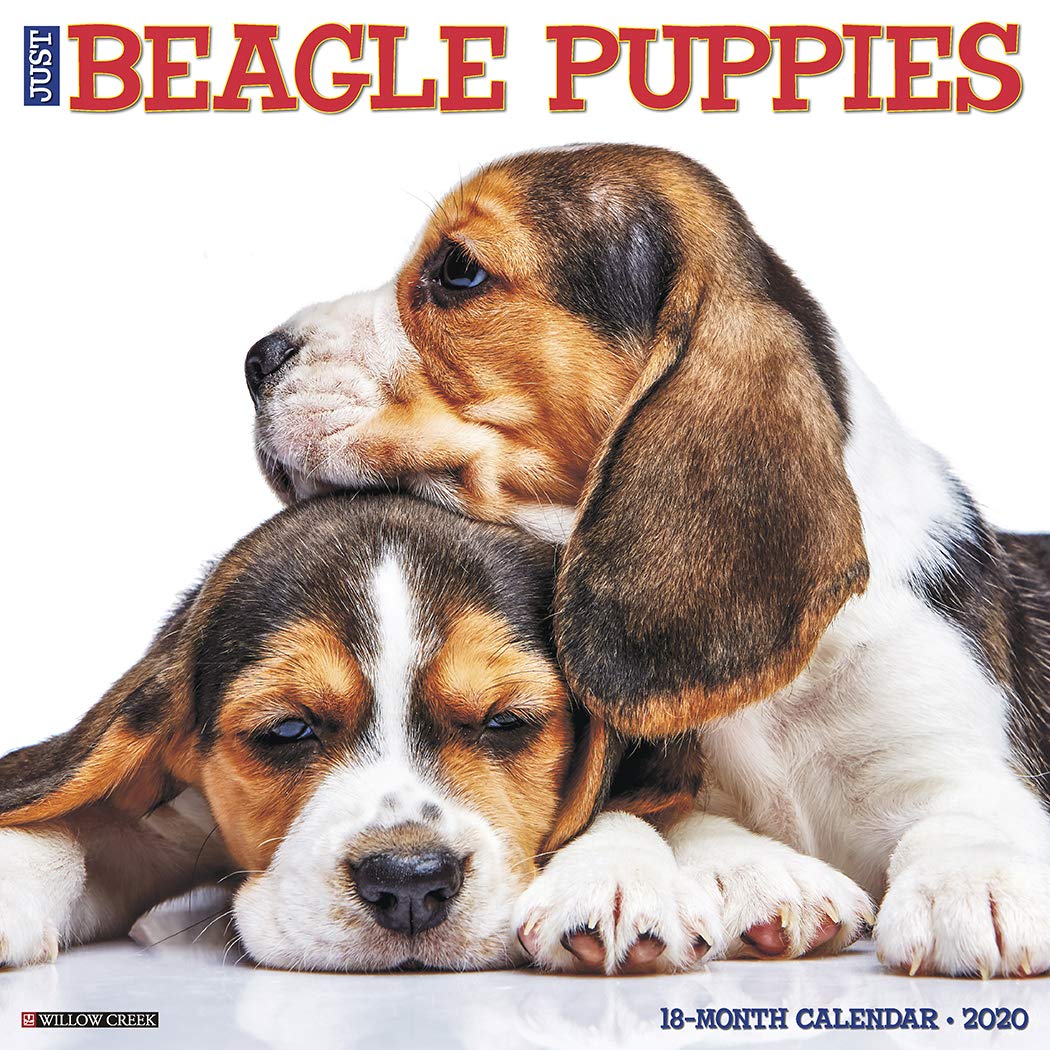 beagle puppy online