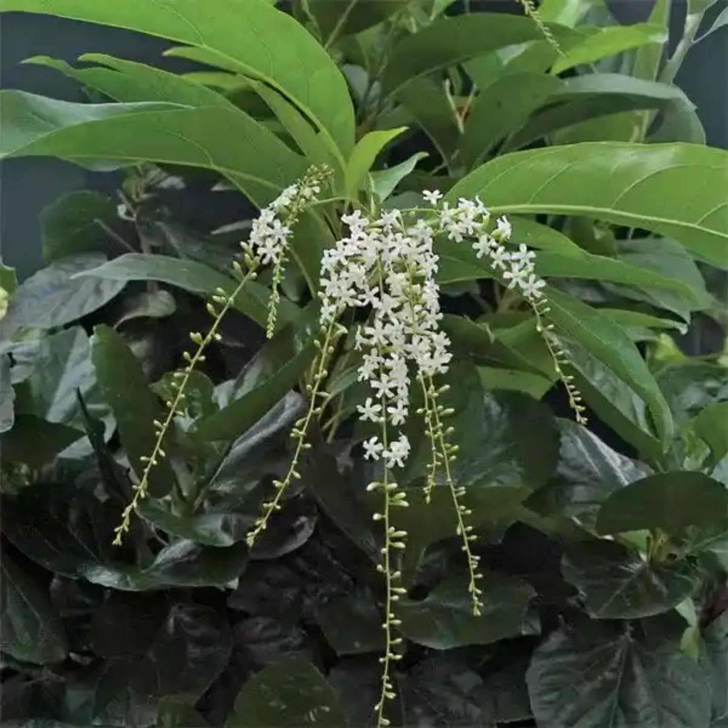Hug A Plant | Parijatham Plant/Fiddlewood (Citharexylum Spinosum) Flowering/Ornamental Live Plant (Home & Garden) (B0CQCT19Z3) Amazon Price History, Amazon Price Tracker