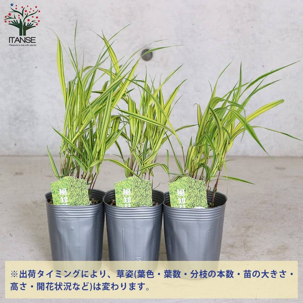 No.46 斑入り風知草根洗い 斑入りフウチソウ 手入れ | 山野草