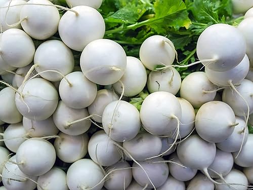 Miniatura 3 de 1200 semillas de rábano de piedra de granizo para plantar reliquia no transgénicos 049oz de semillas de jardín vegetales supervivencia a granel