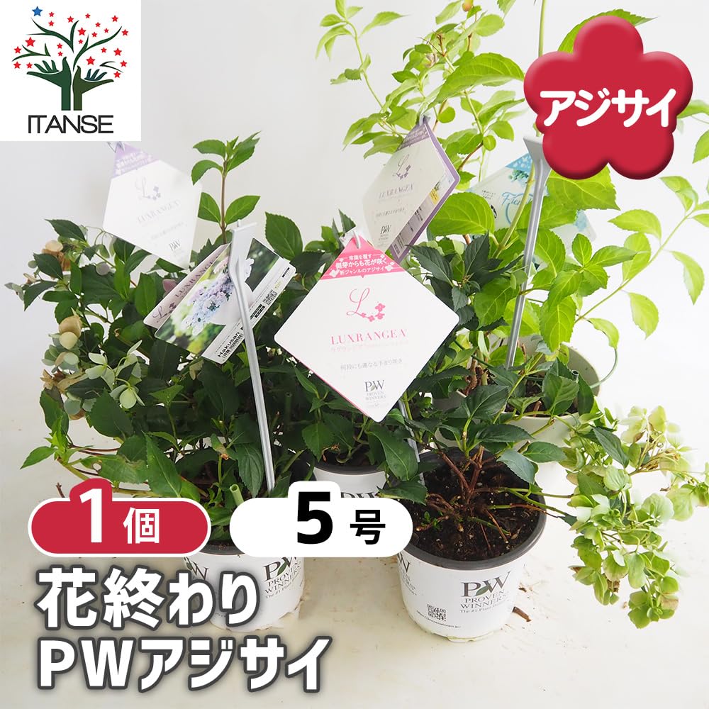 Amazon.co.jp: ITANSE アジサイ PW 花終わりアジサイ 品種