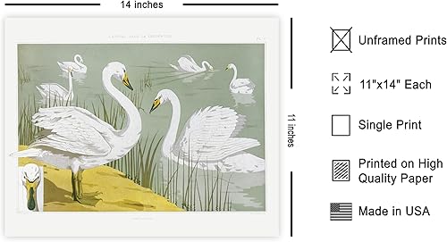 Miniatura 400 de Poster Master Póster vintage de flamenco americano, estampado retro de flamenco rosa, arte de pájaro, regalo para él, ella, amante de los animales,