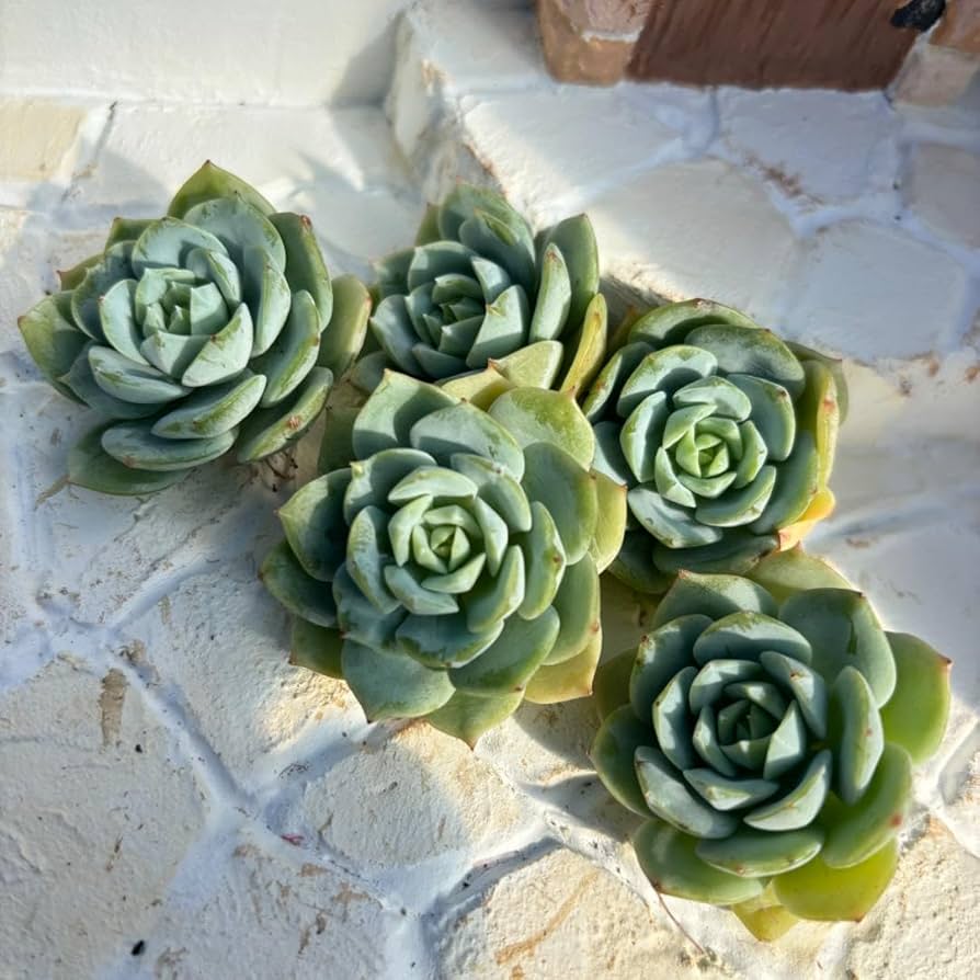 Amazon.co.jp: 多肉植物エケベリア韓国苗 レア品種 ラブチューン 5苗