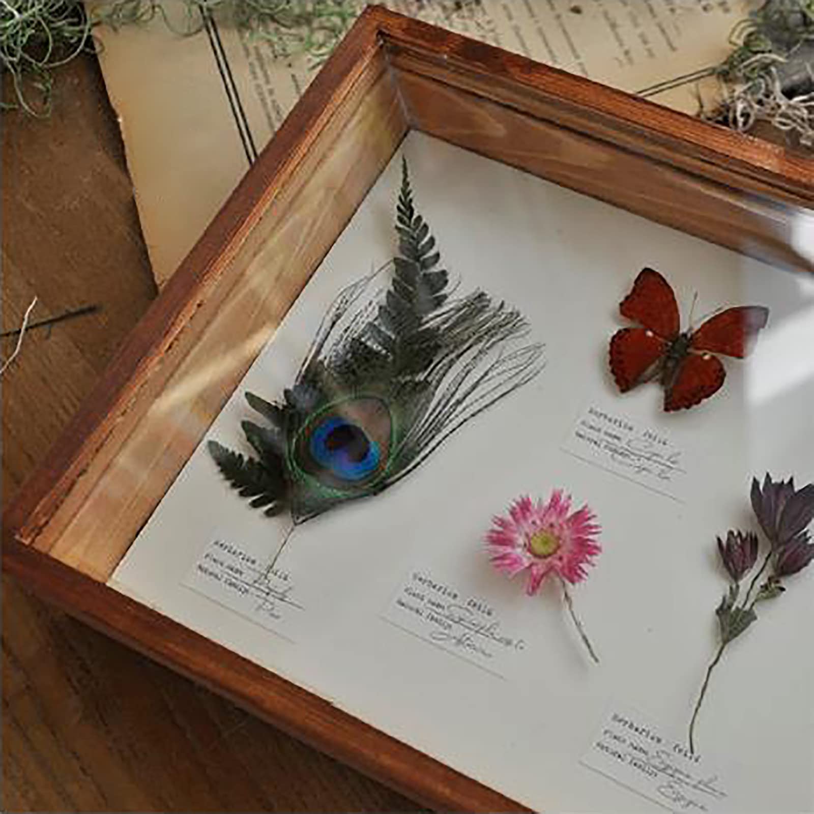 Anlagen Insektenproben Dekorative Malerei Ornamente, Handgefertigte Probenrahmen, Trockener Blumenrahmen Schmetterling Insektenkasten,B
