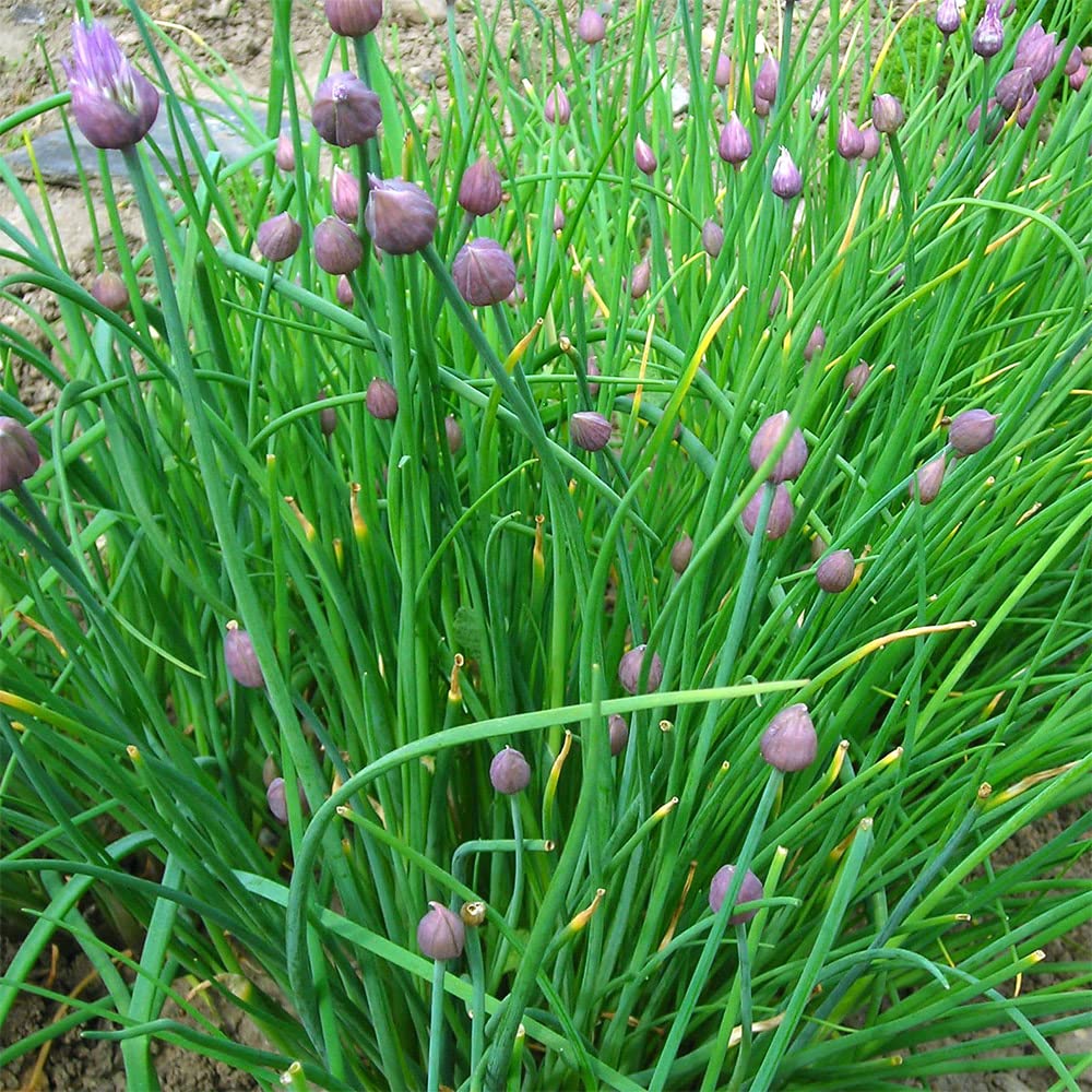 Garlic Chive 'Neko'. 4 x Plug Plants. Perennial Allium herb. for use in Oriental Cuisine. Available from Bedwen Plants