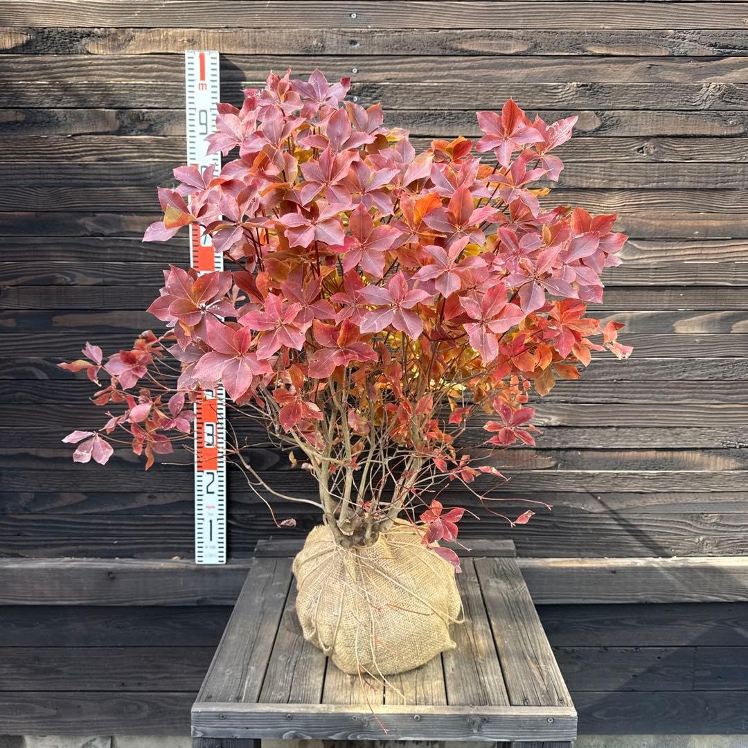 Amazon｜アカヤシオツツジ大株現管理70791｜観葉植物 オンライン通販