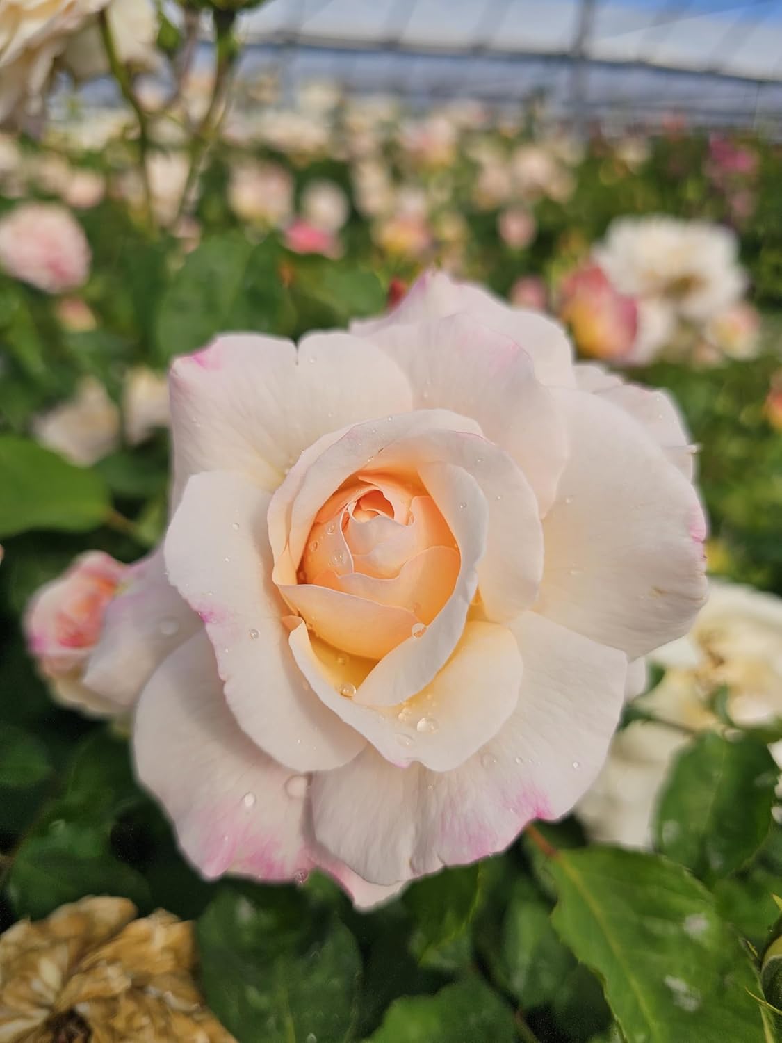 Gruss an Aachen Rose Bush, Rose Bushes Ready to Plant, 2 Quart Pot, Plant Gifts, Roses Live Plants (Light Pink - Salmon Center - Gruss an Aachen Rose)