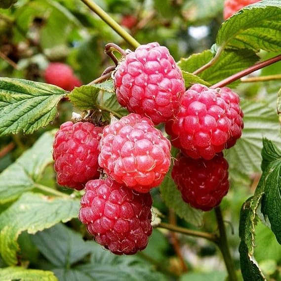 Tüplü Bol Verimli Ruby Ahududu (Frambuaz) Fidanı
