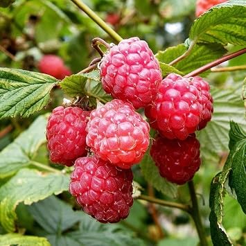 Tüplü Bol Verimli Ruby Ahududu (Frambuaz) Fidanı