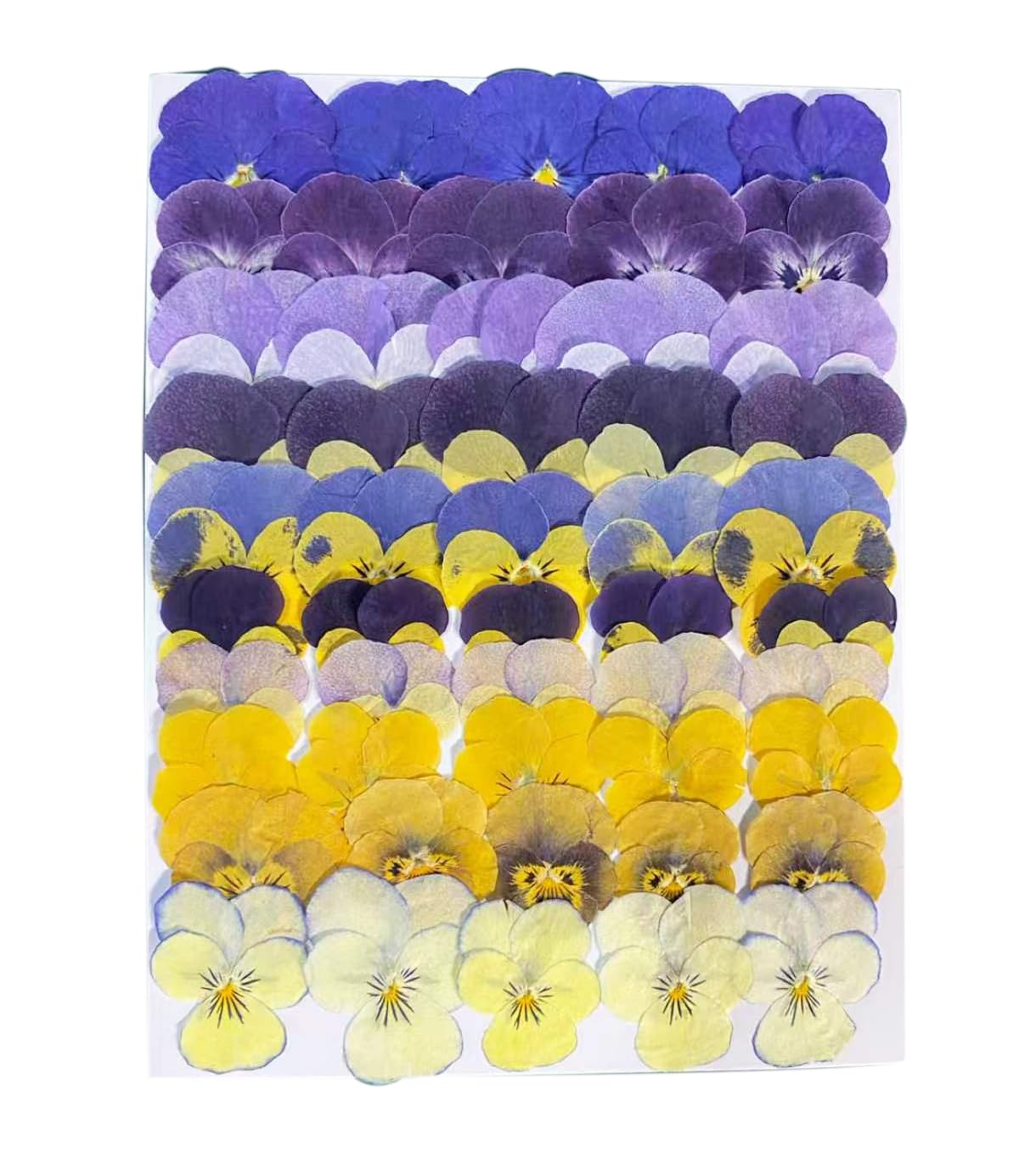 50Pcs Dried Pressed Pansy Flowers, 10 Kinds for Cake Decorating Supplies for Dessert Cupcake, Resin Jewelry Making, Candle Soap Decoration, Flower Art for Craft