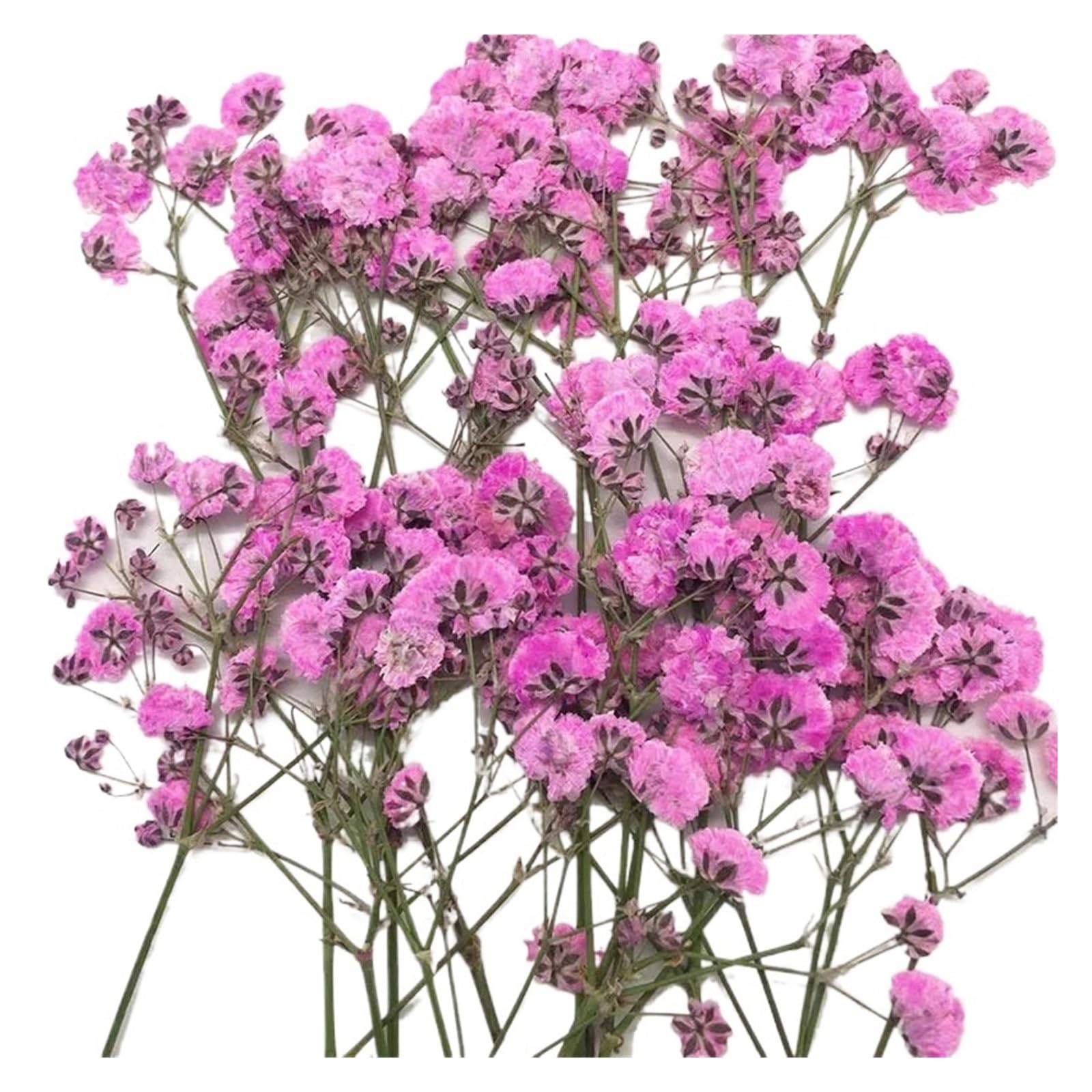 WJIAYAO dried gypsophila flowers 100 Pieces of Baby's Breath Plant Specimens DIY Handmade Bookmark Pressed Flower Material Kit Dried Frame Sticker Decoration(Color4)