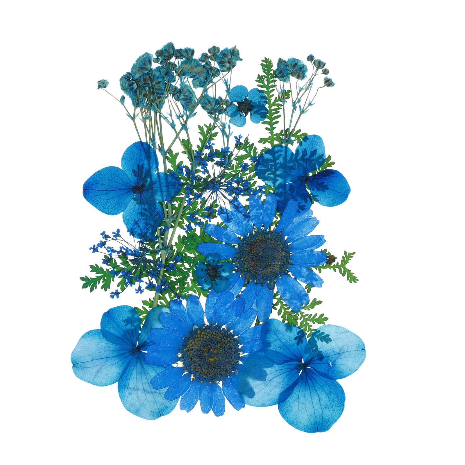 PATIKIL Dried Pressed Flowers