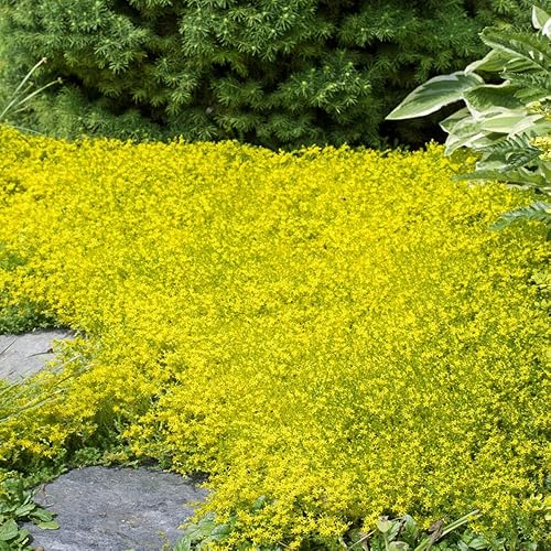 Yellow Acre Sedum Semillas para plantar (200 semillas) Impresionante cubierta vegetal amarilla -
