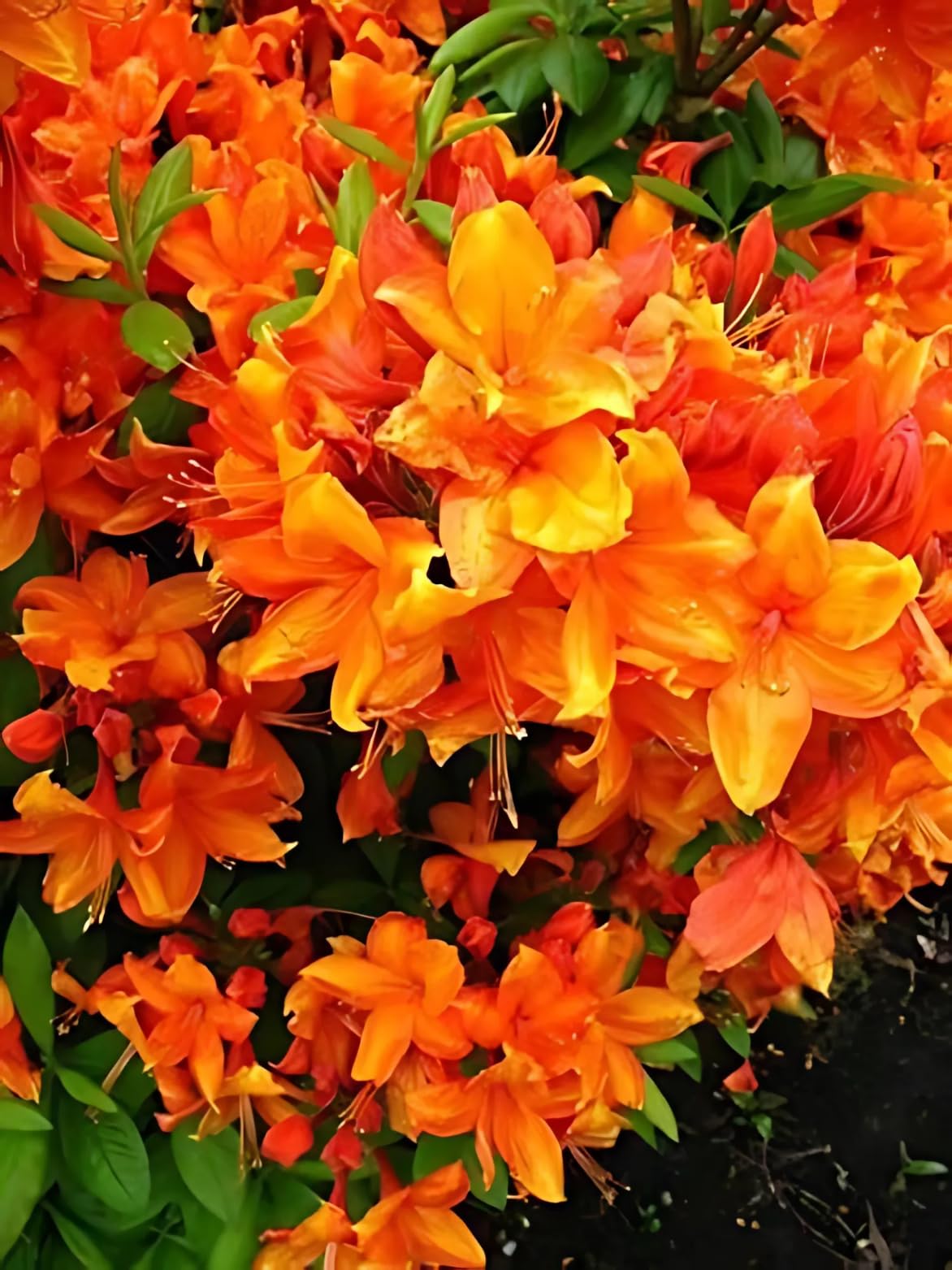 bronzegelb blhende Garten Azalee Rhododendron luteum Golden Eagle 30-40 cm  hoch im 5 Liter Pflanzcontainer : Amazon.de: Garten