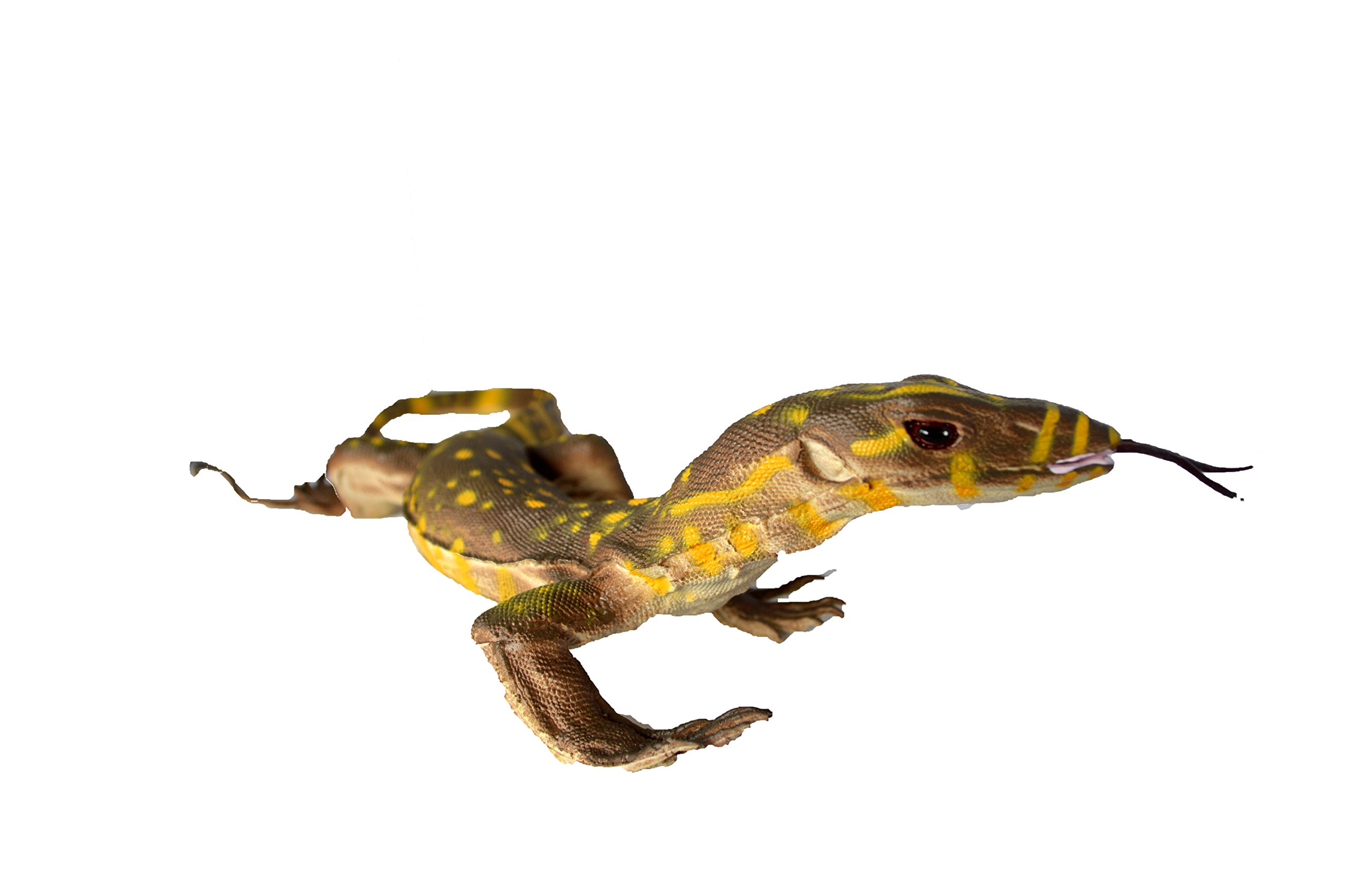 Baby Monitor Lizard Varanidae (Africa,Asia,Australia) by Phil Seltzer