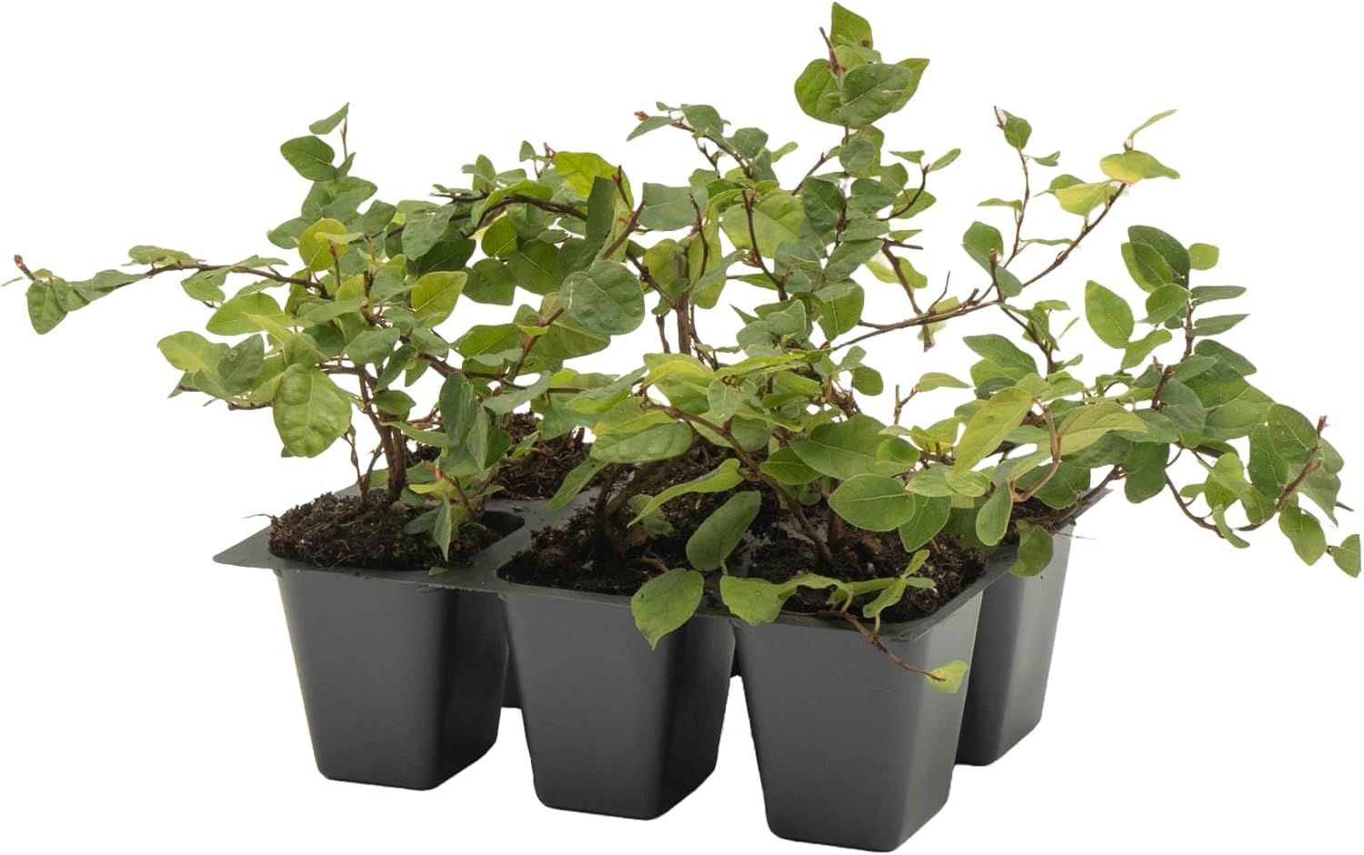 6 Creeping Fig, Live Plants – Ficus Repens – Fast-Growing & Versatile Climbing Vine in 2.5” Nursery Cubes – Perfect for Living Walls, Topiaries, Ground Cover & Indoor/Outdoor Decor