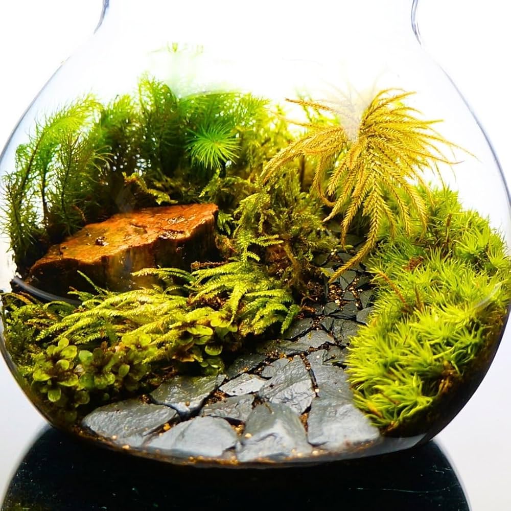 No.299 苔アート　苔テラリウム　完成品 No.299 苔アート 苔テラリウム 完成品 テラリウム 完成品」の