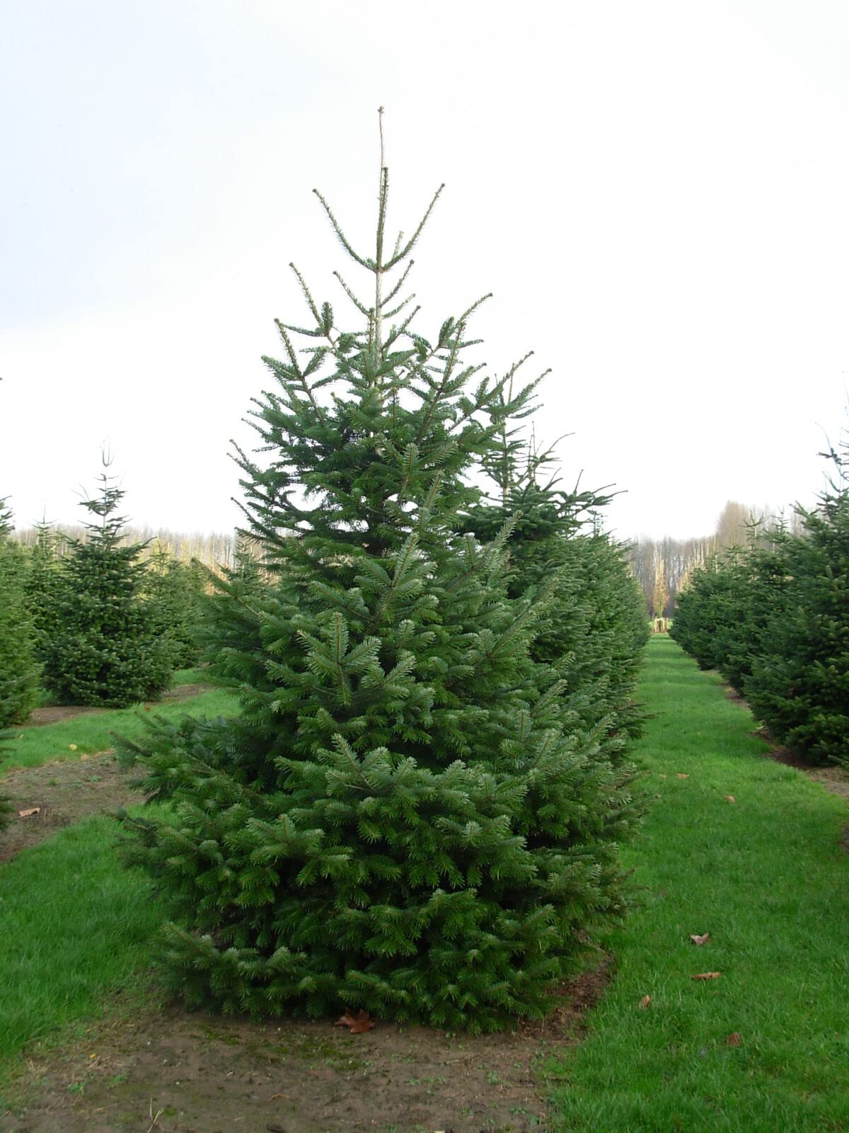 Abete del Caucaso "Abies nordmanniana" Albero di Natale in mastello ø40 cm h. 100/120 cm