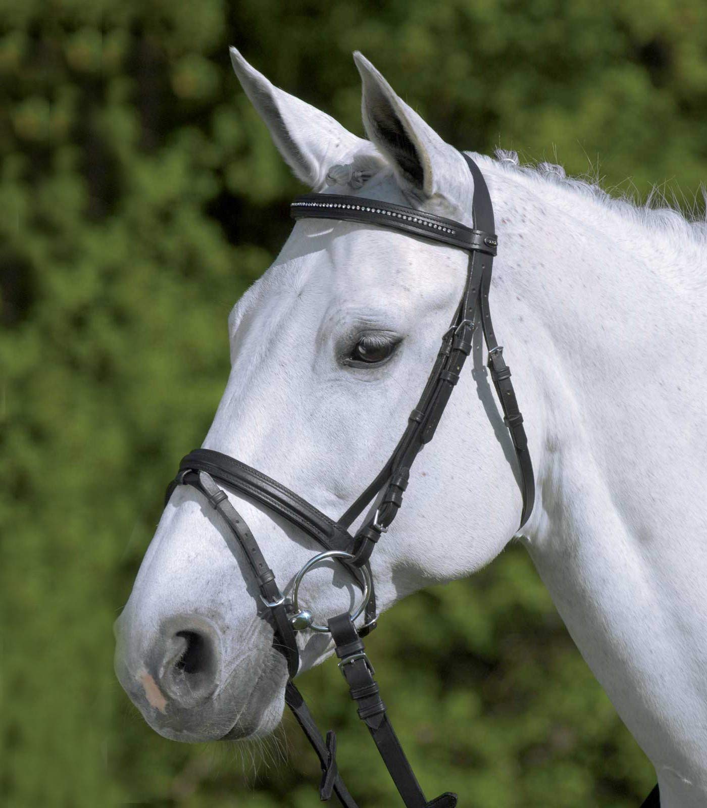 Equipride STAR DIAMOND BRIDLE IN 5 AMAZING COLOUR SIZE MINI SHETLAND TO FULL (Full, Black)