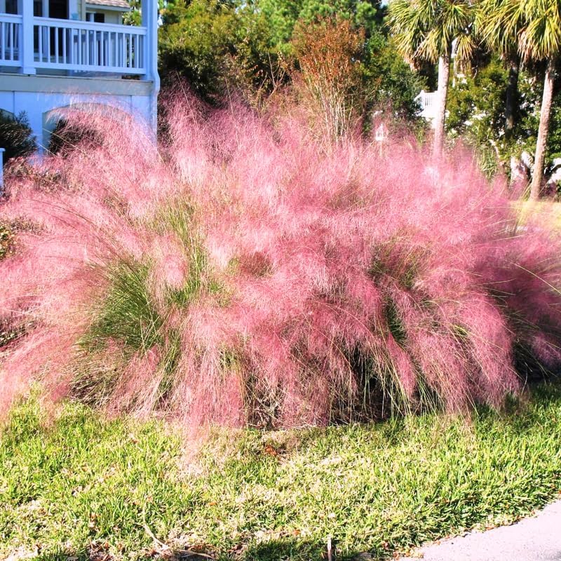 3 Pink Muhly Grass Live Plants, Pink Muhly Grass Plants, 4 to 6 Inch Tall, No Pot for Planting Outdoor Garden
