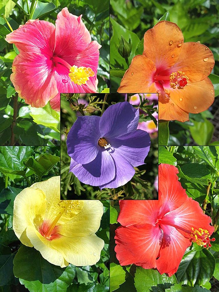 PLANTOGALLERY Plant Seeds |Hibiscus (Gudhal) Plant Seeds For Garden (20 Seeds Pack) (B09B2M4XZC) Amazon Price History, Amazon Price Tracker