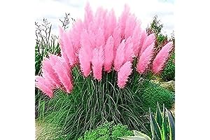 Cotton Candy Grass Plants (100 Seeds): Enhance Your Gardens with Ornamental Flair