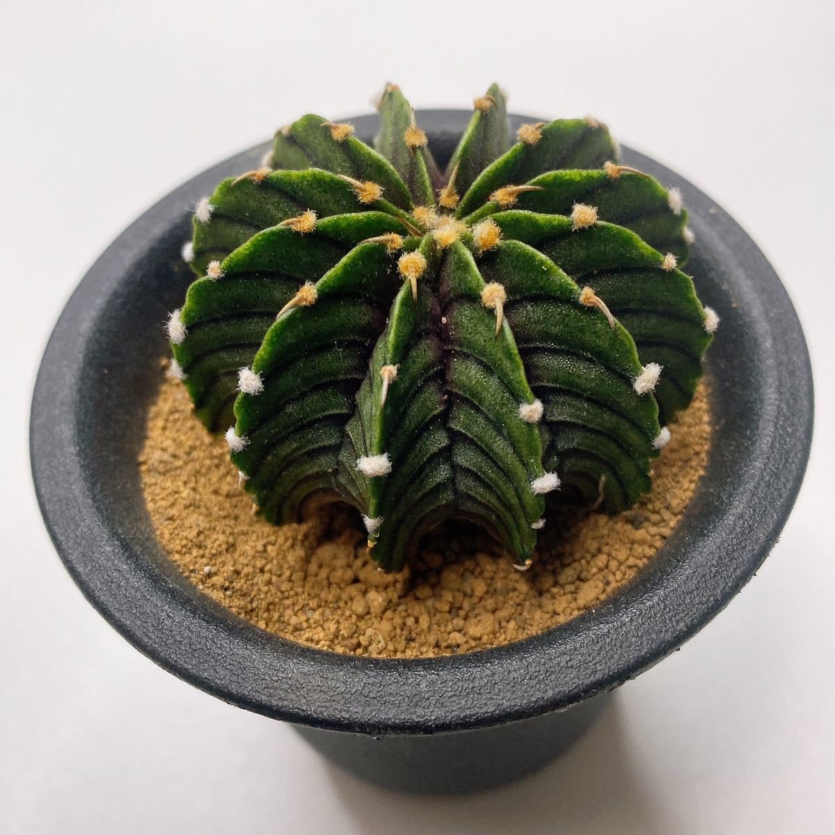 Amazon.co.jp: LB2178！ 多肉植物 サボテン ギムノカリキウム