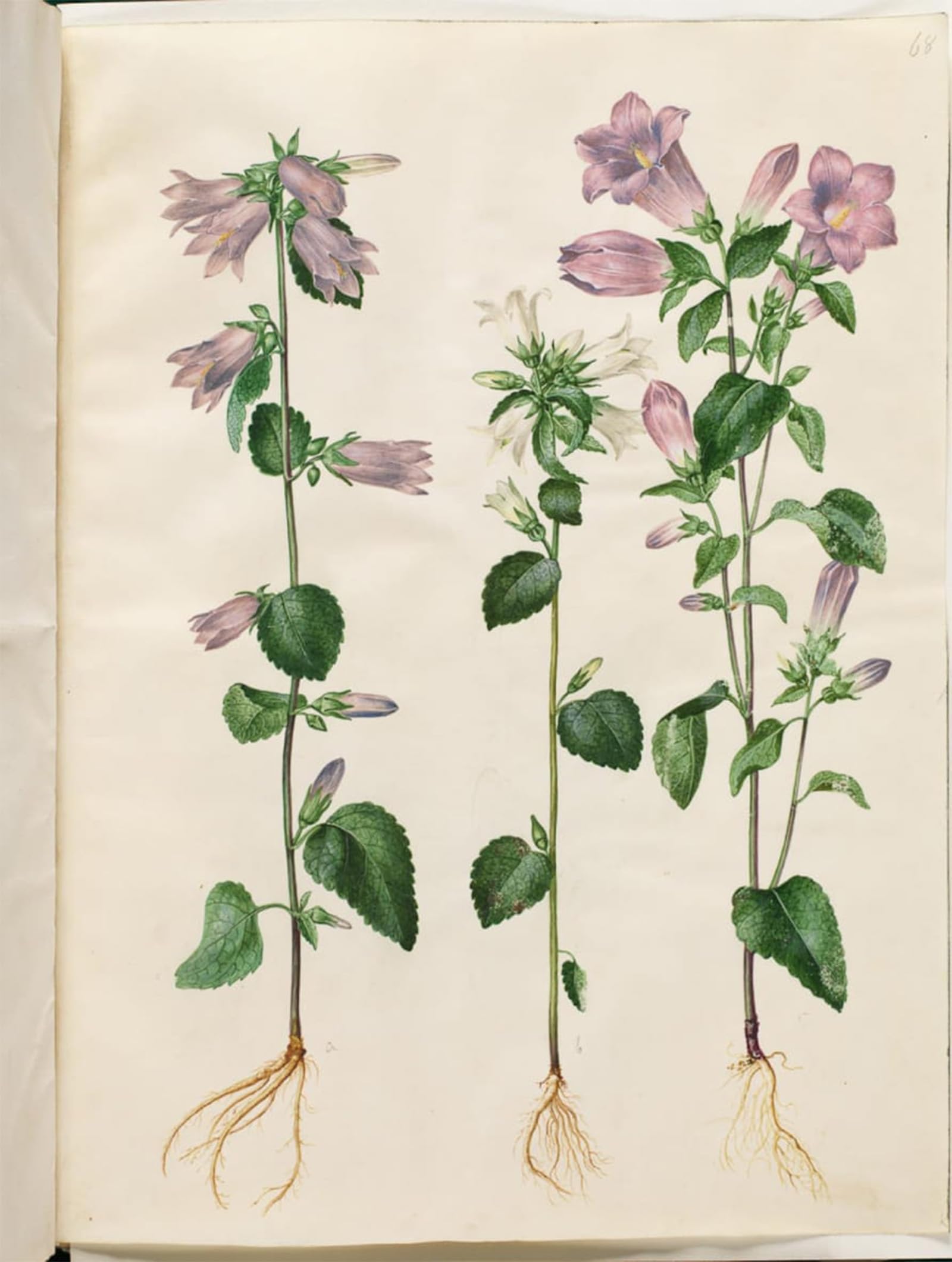 SERENDIPITP Vintage Picture Print on Canvas Wall Art Poster Campanula Trachelium by Hans Simon Holtzbecker Artwork Print Poster for Wall Decor 60x90cm