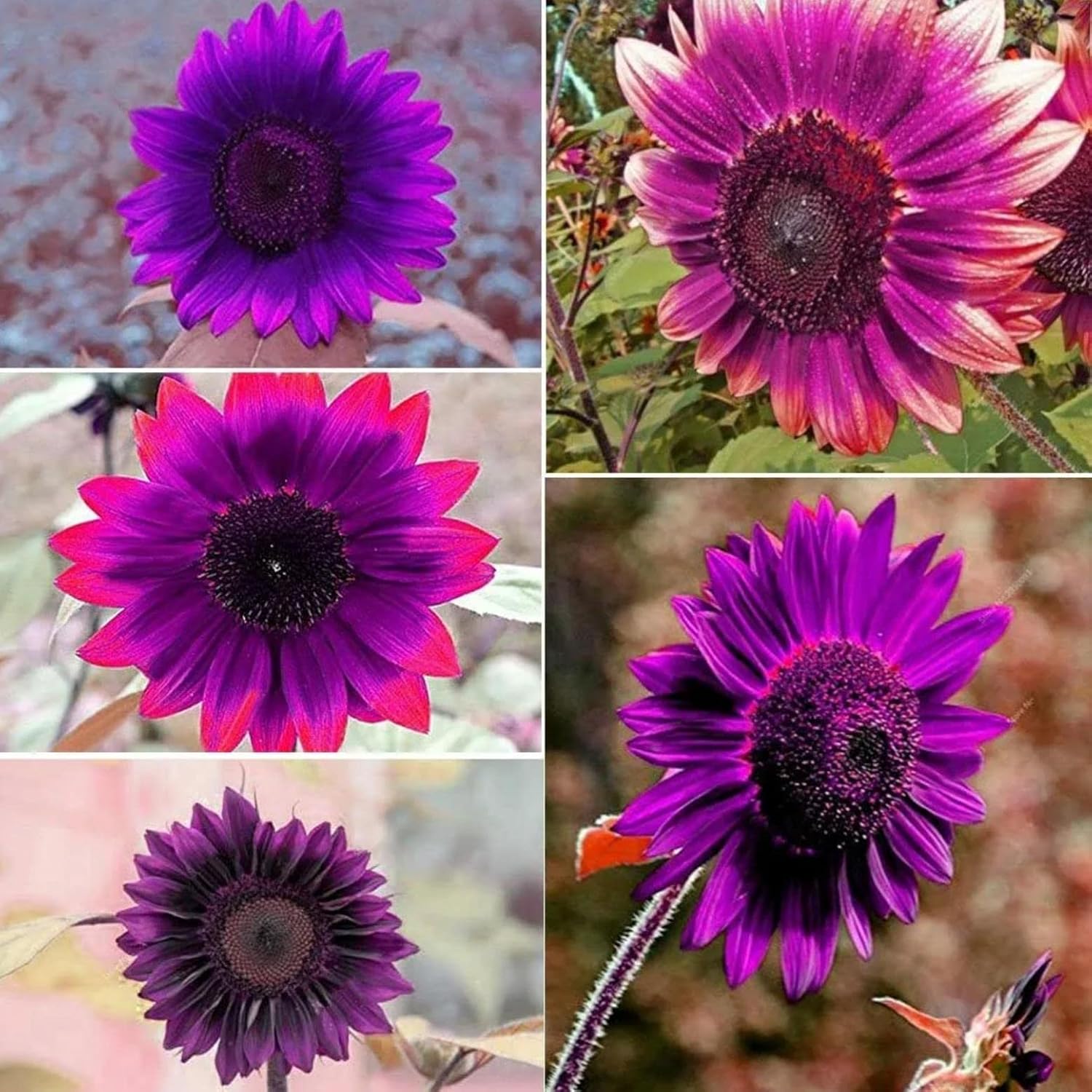 (300+ Seeds) Cherry Chocolate Sunflower Seeds for Planting