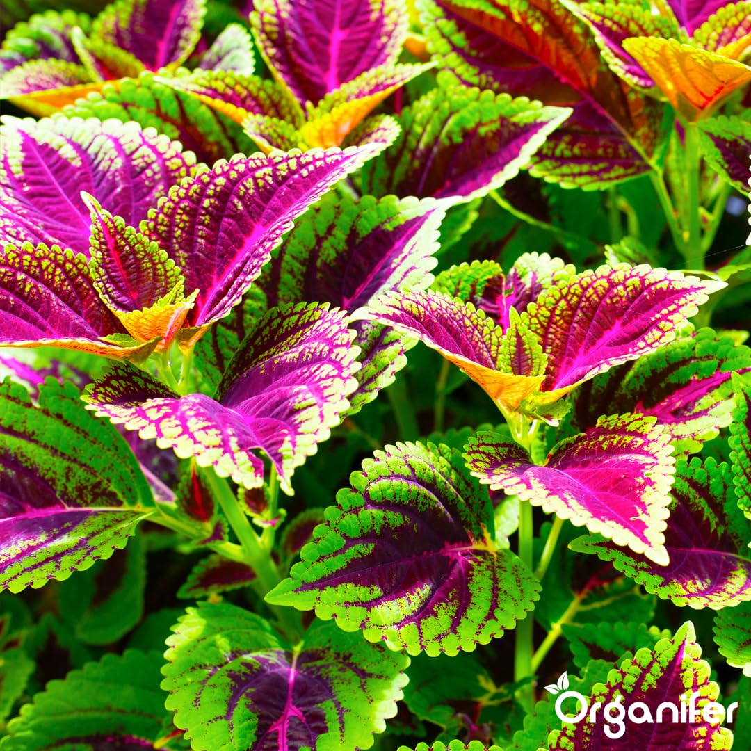 Fertilizante Líquido - 5x1L - Para Coleus - NPK 3-4-3 | Plantas Fuertes Y Vitalidad Óptima - Organifer