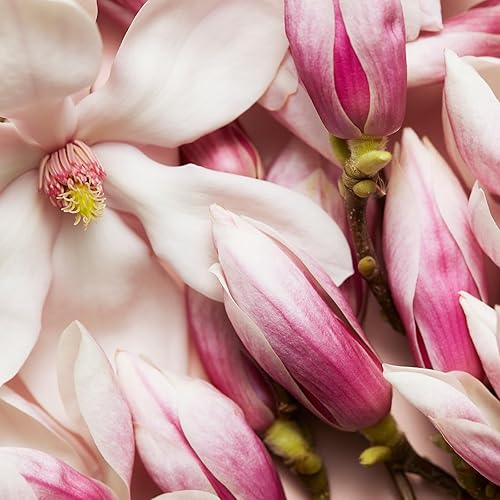 Miniatura 7 de Escada Celebrate Now Eau De Parfum 16 onzas líquidas