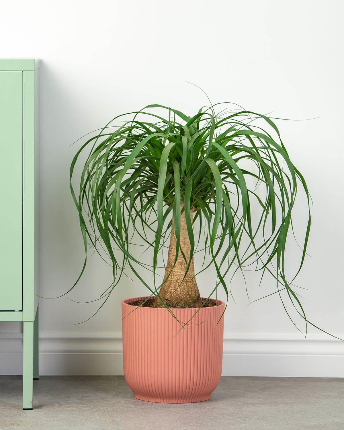 Prickle Plants Ponytail Palm - Tropical Indoor Palm with Graceful Green Fronds, Easy Care Plant for Stylish Home or Workspace (60-70cm incl. 17cm Pot)