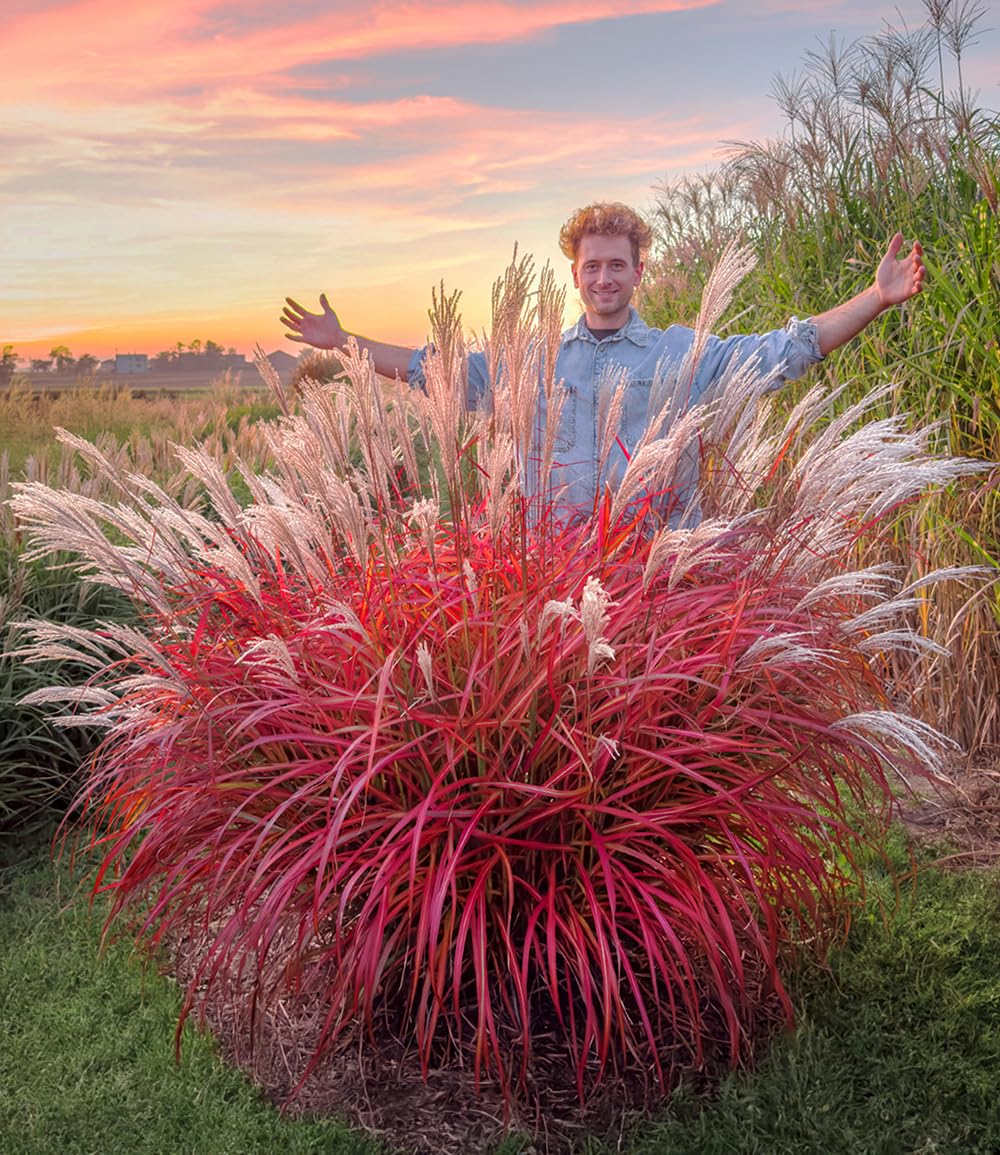 BALDUR Garten 5x Miscanthus 'Lady in Red®', Pflanzen im 9x9 cm-Topf
