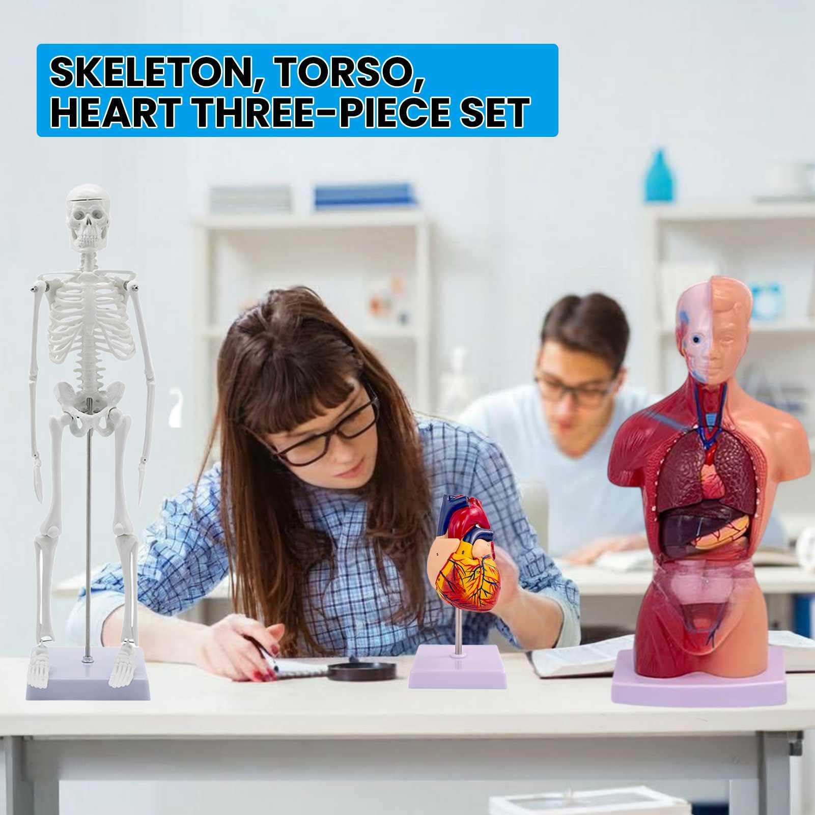 Modelli di Anatomia Umana - Set di 3 (Scheletro, Torso, Cuore) per Lo Studio dell'anatomia Umana