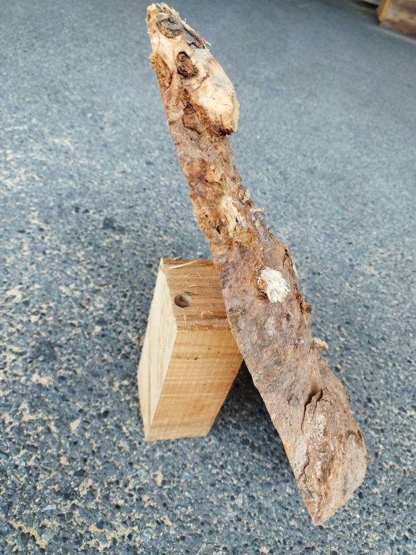 木の瘤杢　コブ 枯木 オブジェ 花器 置物 古道具 華道 茶道 芸術 アート 木の瘤杢 コブ 枯木 オブジェ 花器 置物 古道具 華道 茶道 芸術