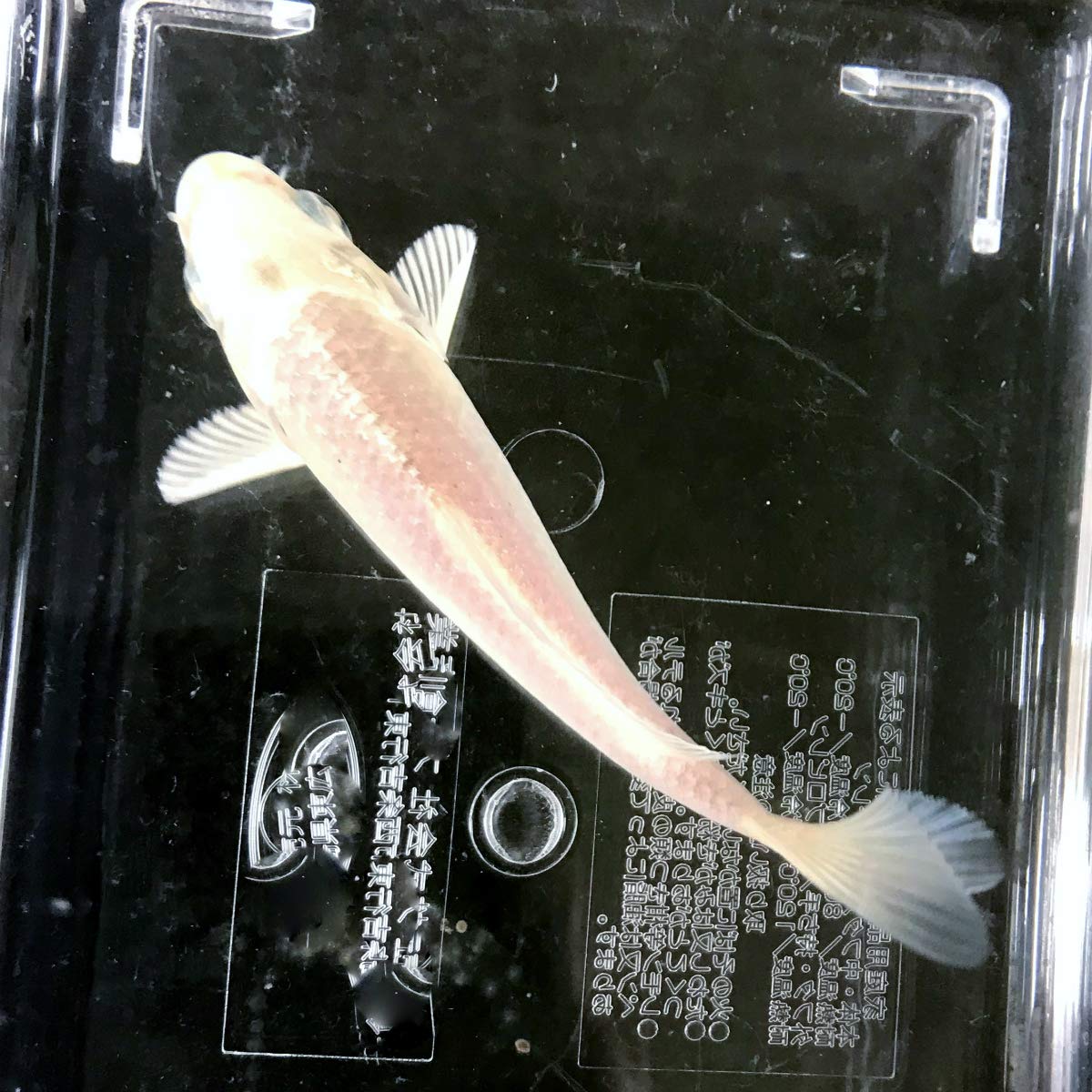 錦鯉プラチナ5匹保証あり　配送用 Amazon | 【生体】錦鯉 プラチナ 3匹 M 13cm～16cm 鯉 色鯉 emuwai