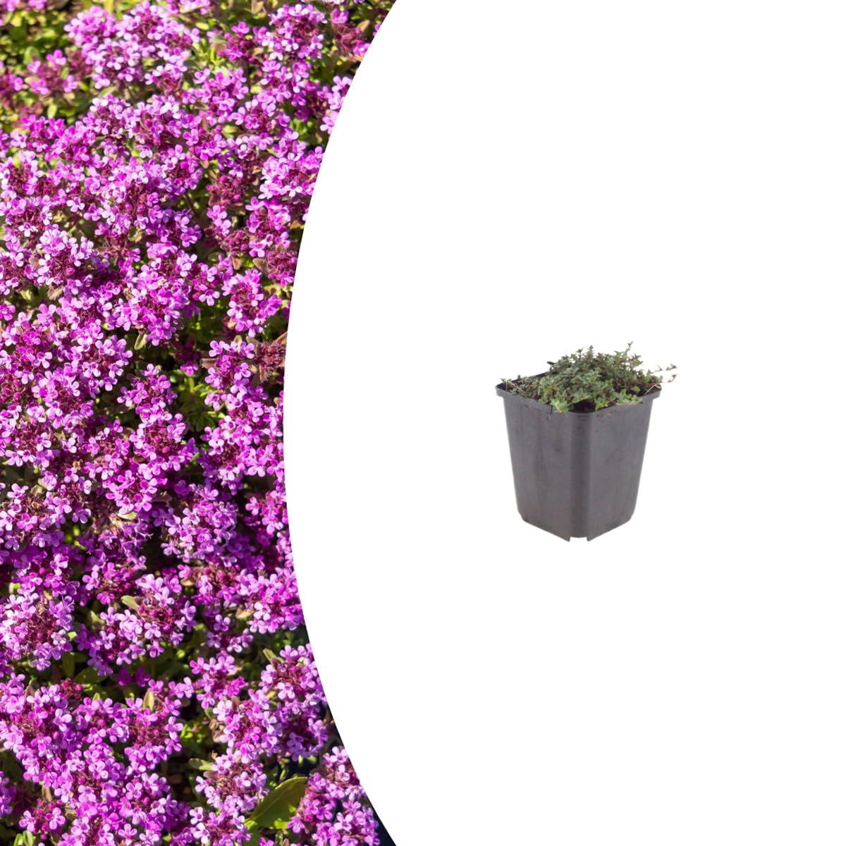 Thymus praecox Coccineus pour sublimer vos bordures de terrasse