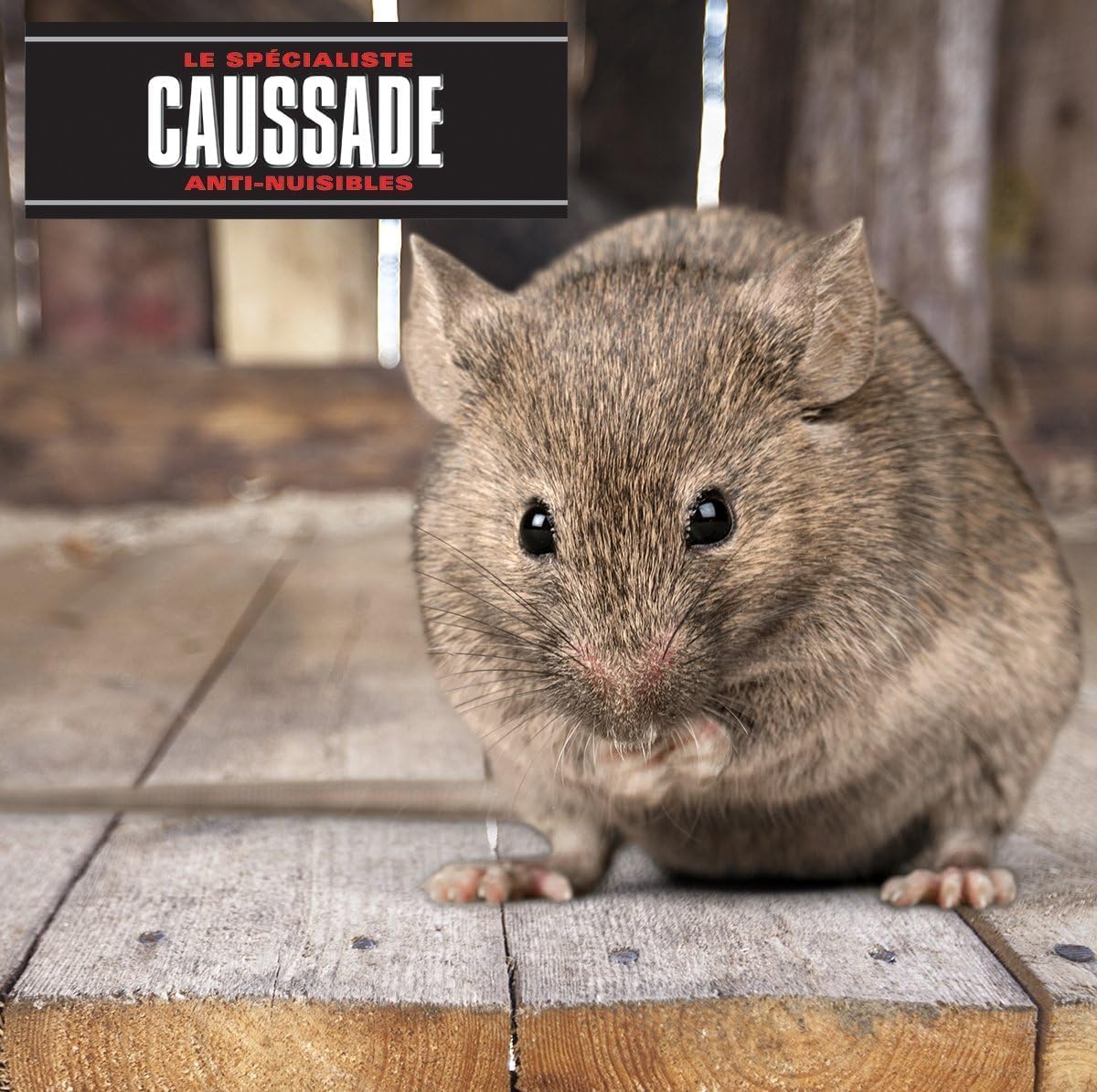 Caussade Anti Rats & Souris 12 Appâts Blocs Pâtes Flocoumafen 300g