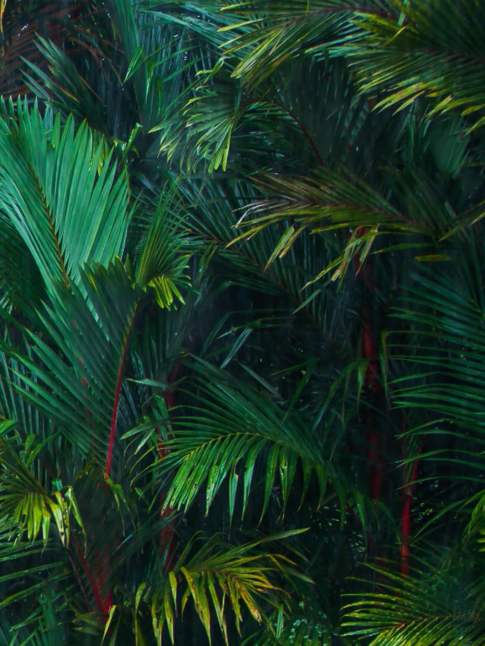 similar to stock photo || Journal