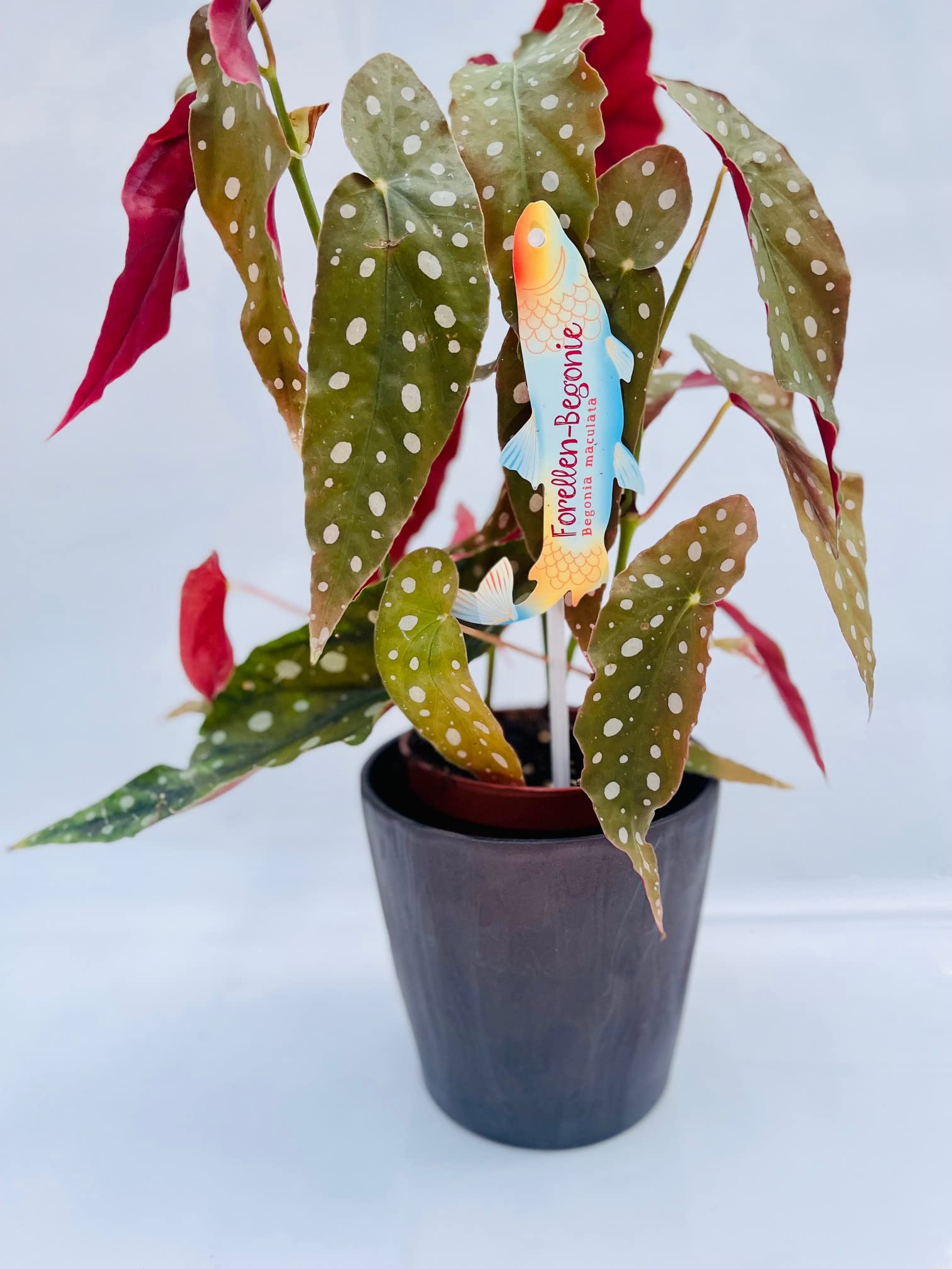 Vivaio Garden Forest Pianta Begonia Maculata Wightii, Pianta reale, Pianta da appartamento, Brasile, Decorazione casalinga, Pianta brasiliana, Pianta tropicale, Vaso 12CM, H 30cm