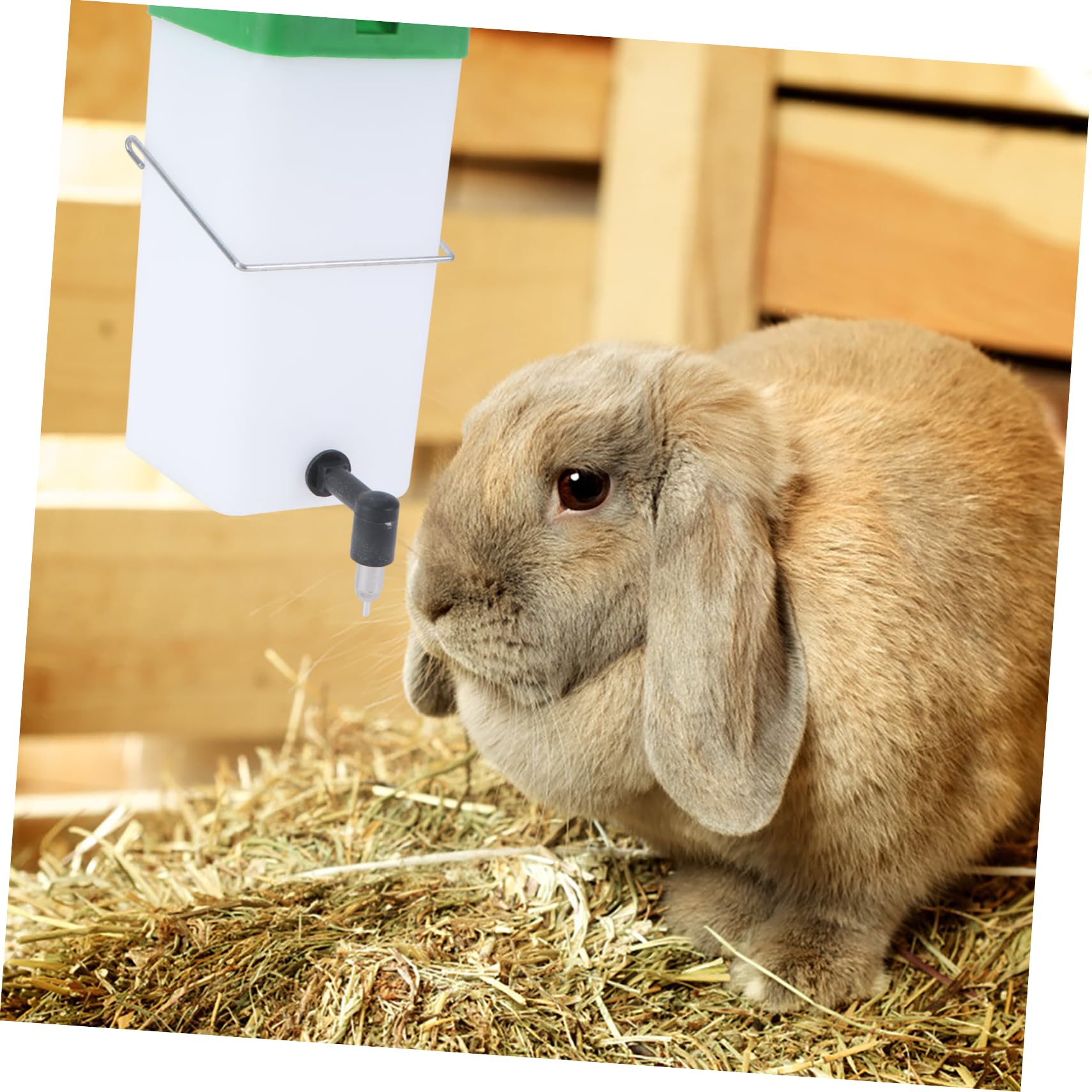 BESPORTBLE 3pezzi Abbeveratoio Automatico Per Conigli Distributore Per Animali Domestici Plastica Bianco e Verde Facile Da Pulire Perdite Per Conigli e Piccoli Animali Domestici