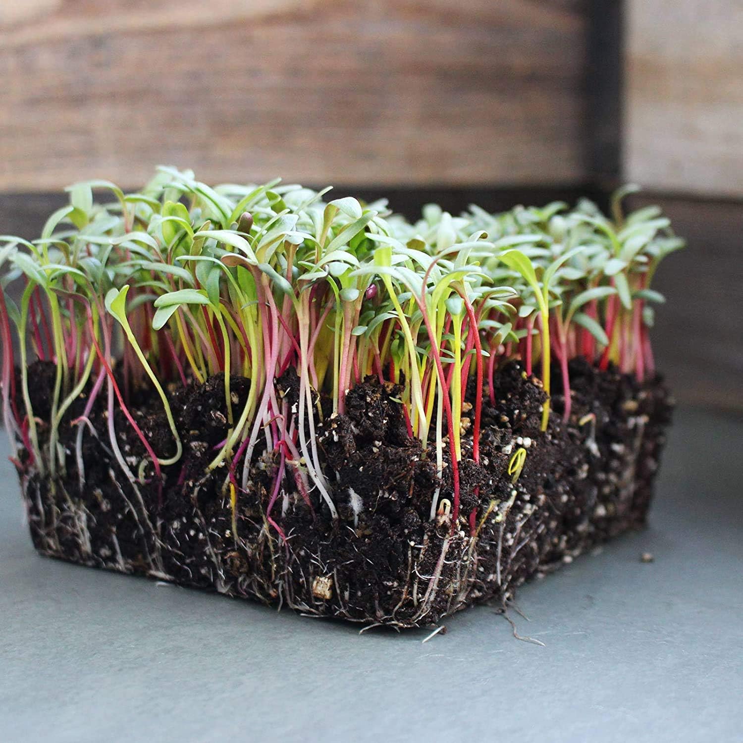 Soil Based Microgreens Seeds Assortment: 5 Lbs of Organic Sunflower, Buckwheat, Speckled Pea - 4 Oz of Cilantro, Ruby Red Swiss Chard, Detroit Beets Seeds for Micro Greens Growing