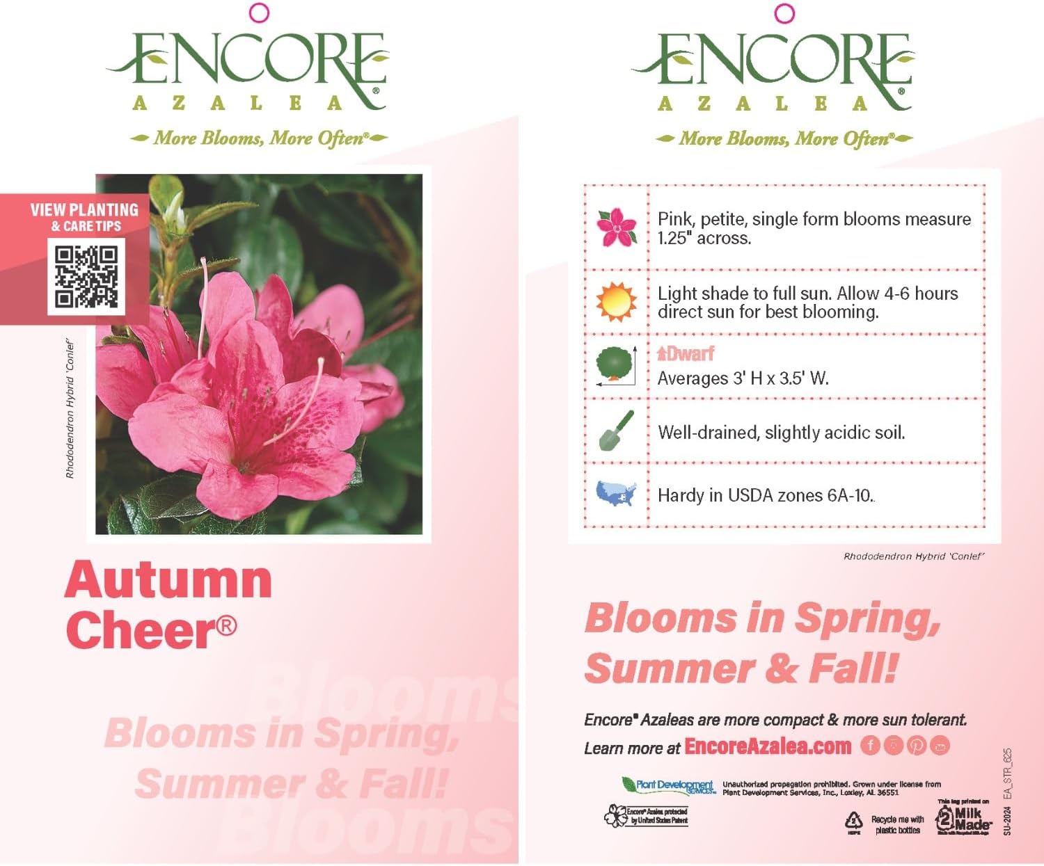 Encore Azalea Autumn Cheer (1 Gallon) Pink Flowering Shrub - Full Sun Live Outdoor Plant