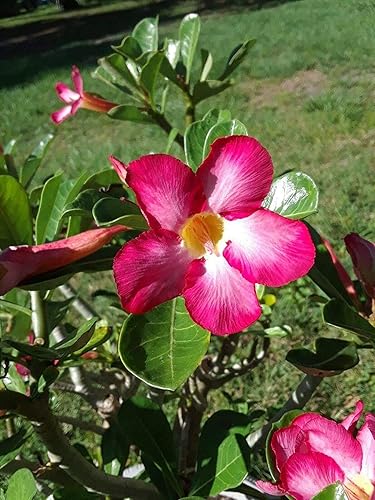 Miniatura 6 de Rosa del desierto Rojo Adenium obesum Olla de 2"